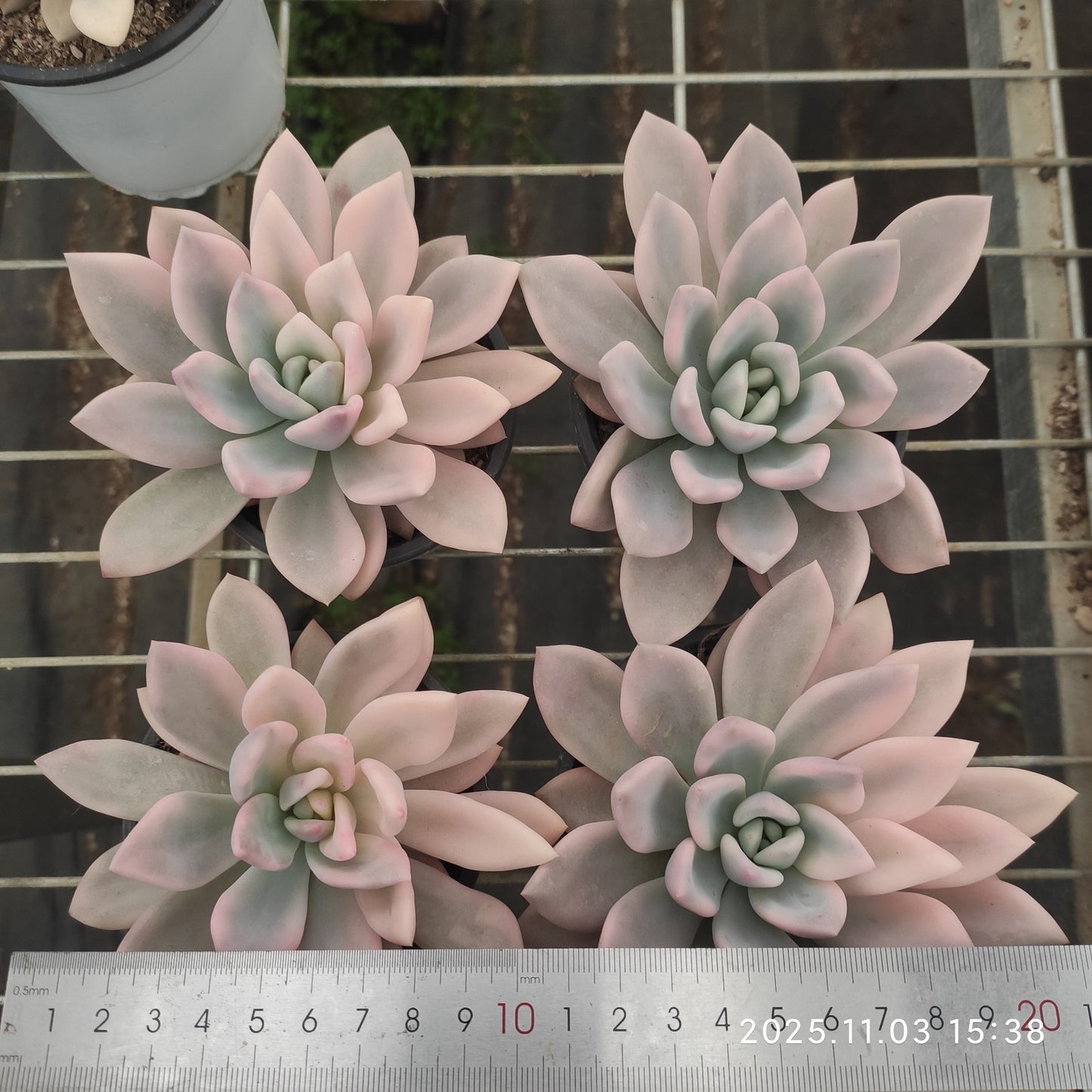 21307 オパリナ錦(12cm pot)