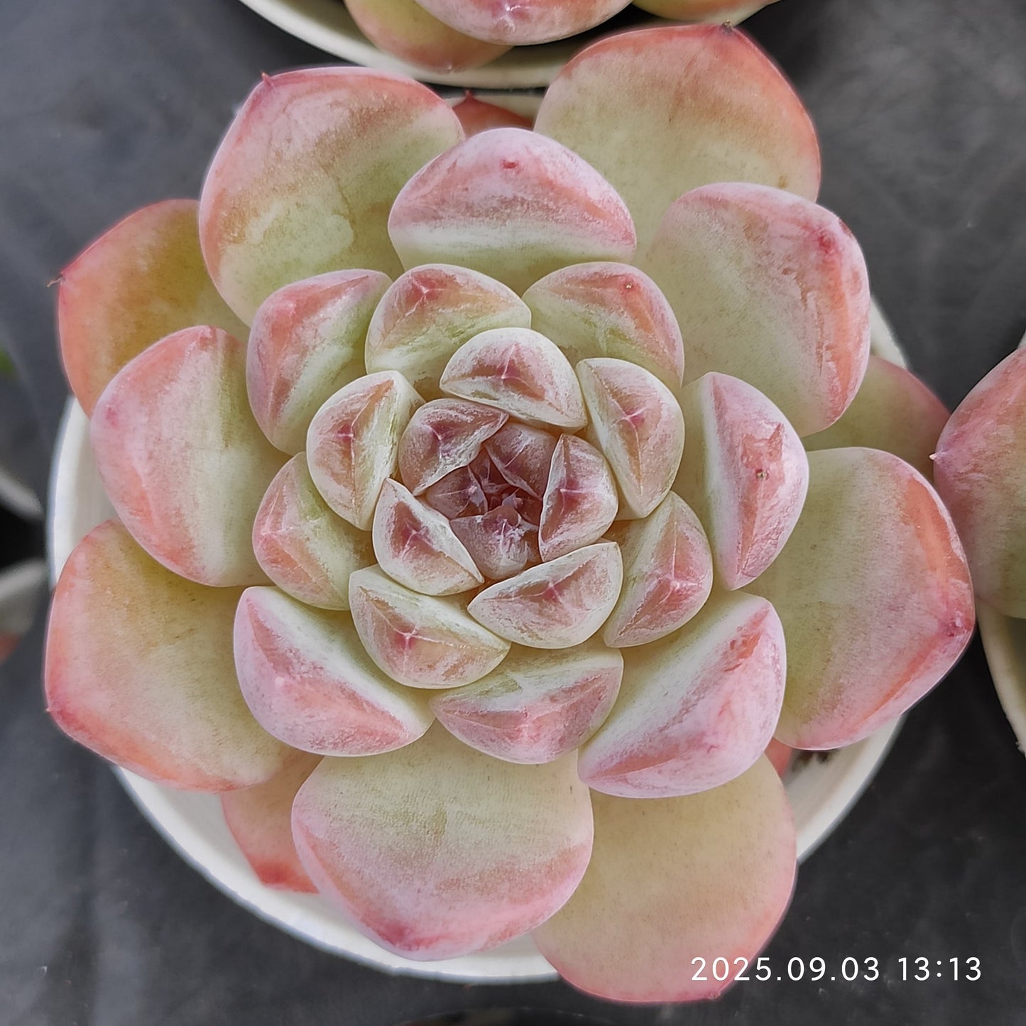 ZZA369 アイススピリット(5.5cm pot)