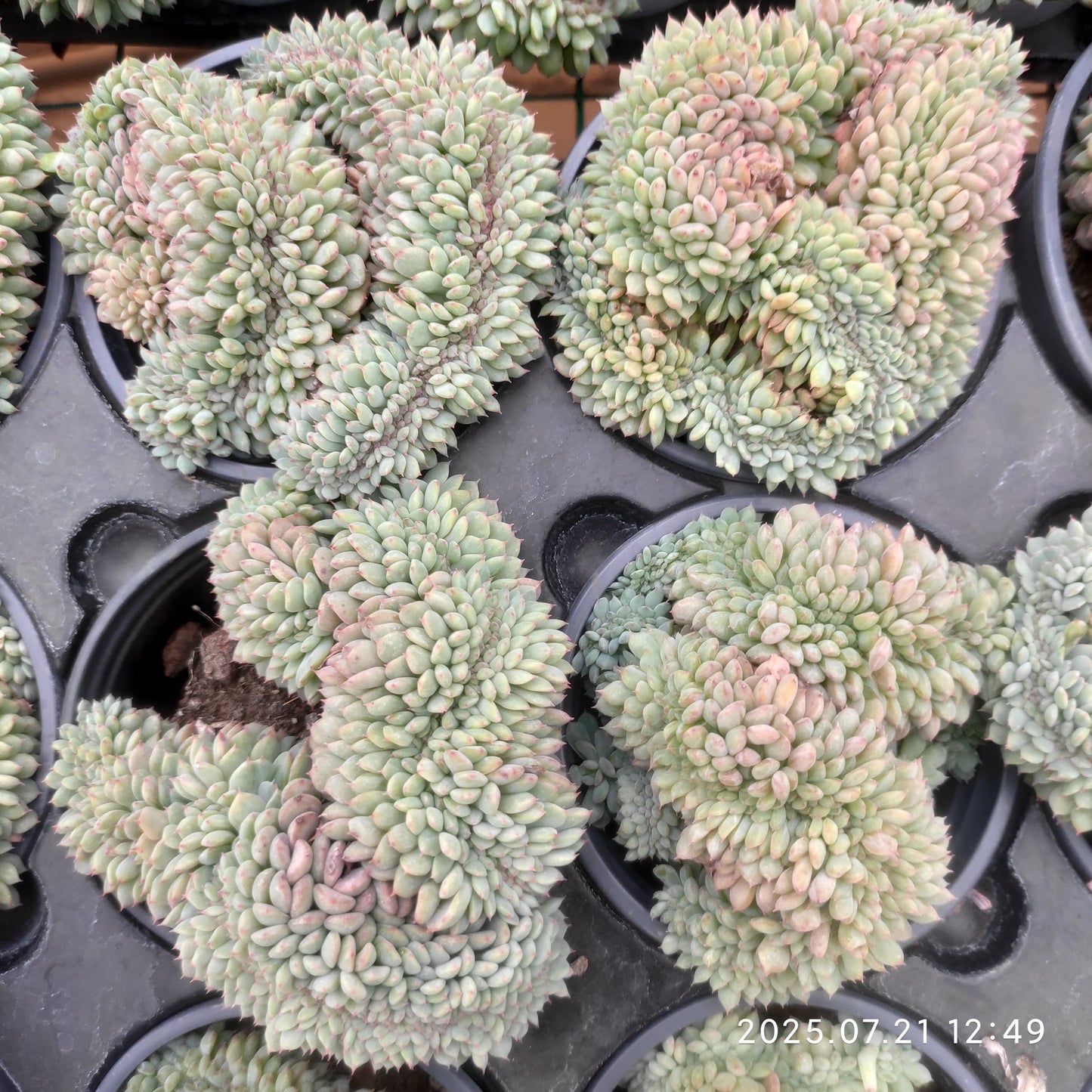 MMY1207 ホワイトファット綴化(9cm pot)