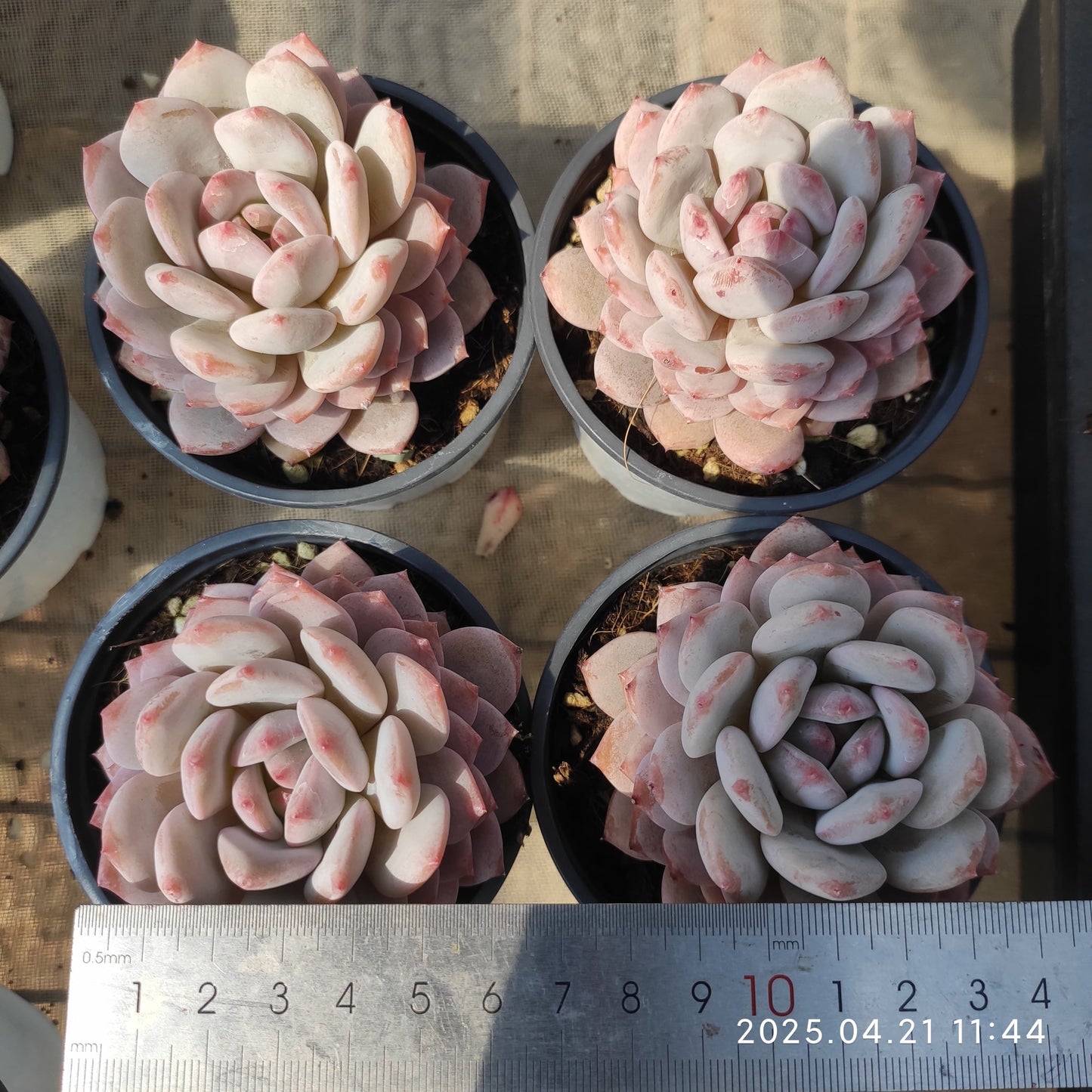 SKL303 ジェイドモンロー(9cm pot)