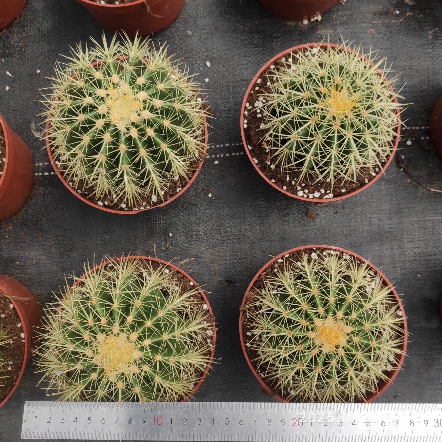 ZXX400 金鯱(9cm pot)