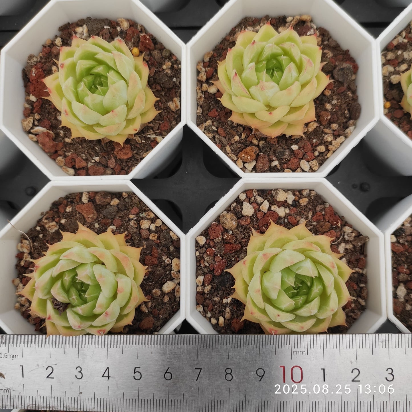 WWA363 シャンペーン Hyb(7cm pot)