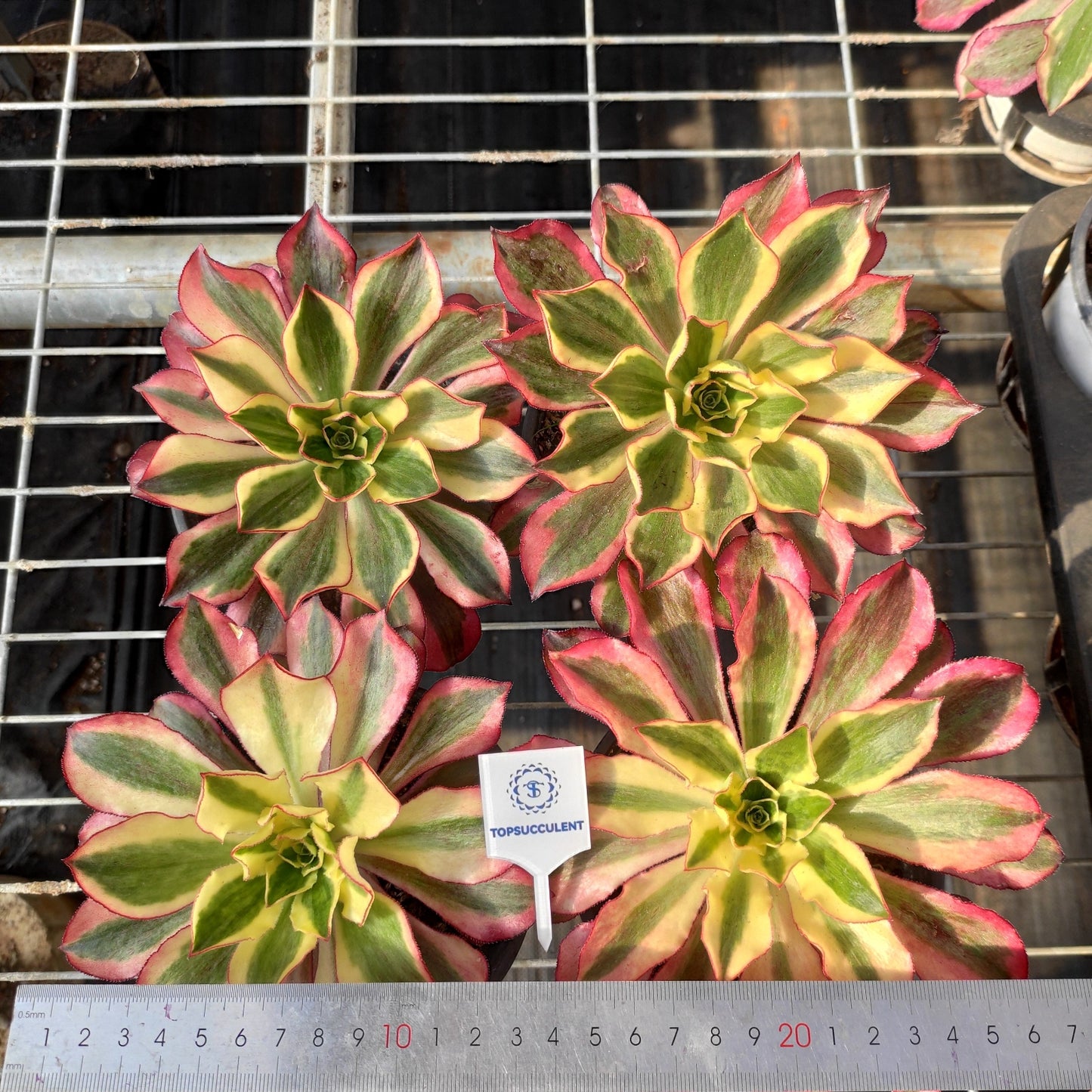 11654 アエオニウム ファントム