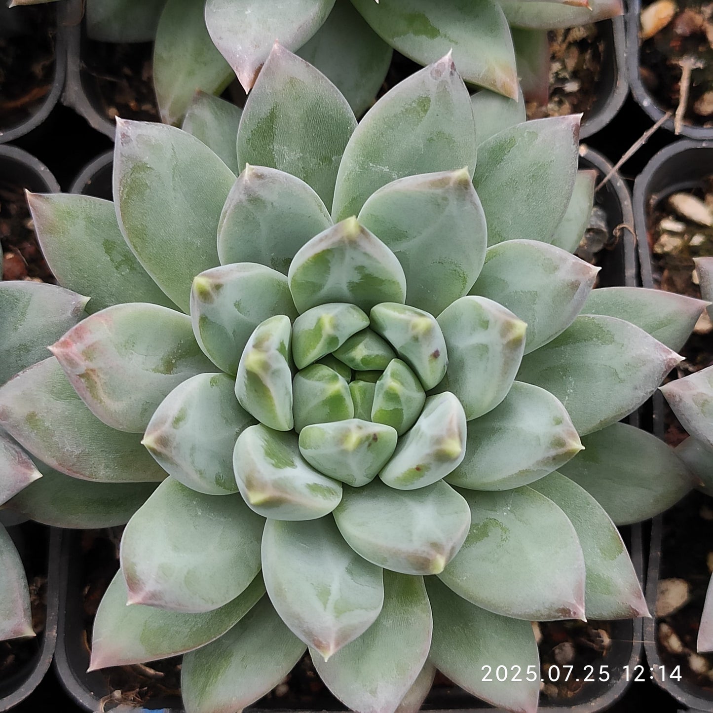 NGN601 ダークモンスター (9cm pot)