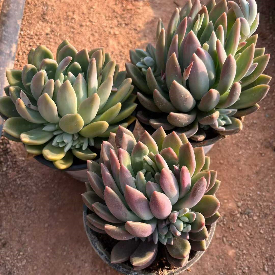 26173 アイスハートプリンセス