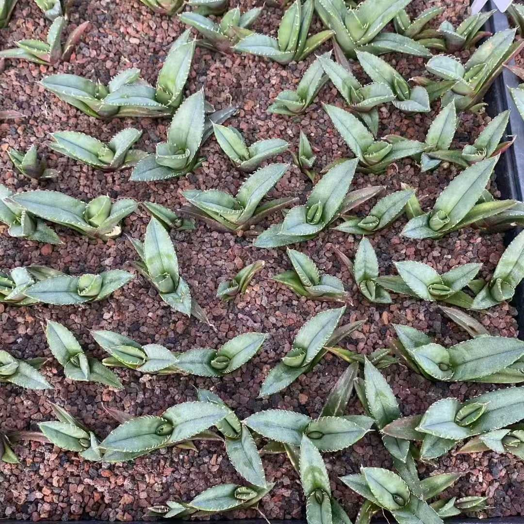 20299 アガベ チタノタ 柊月