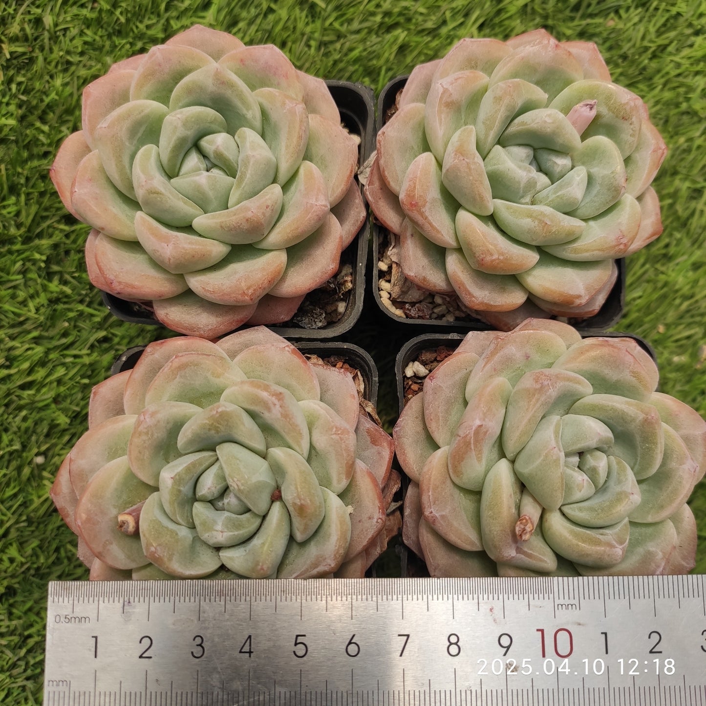 NGN641 アイスグリーン(7cm pot)
