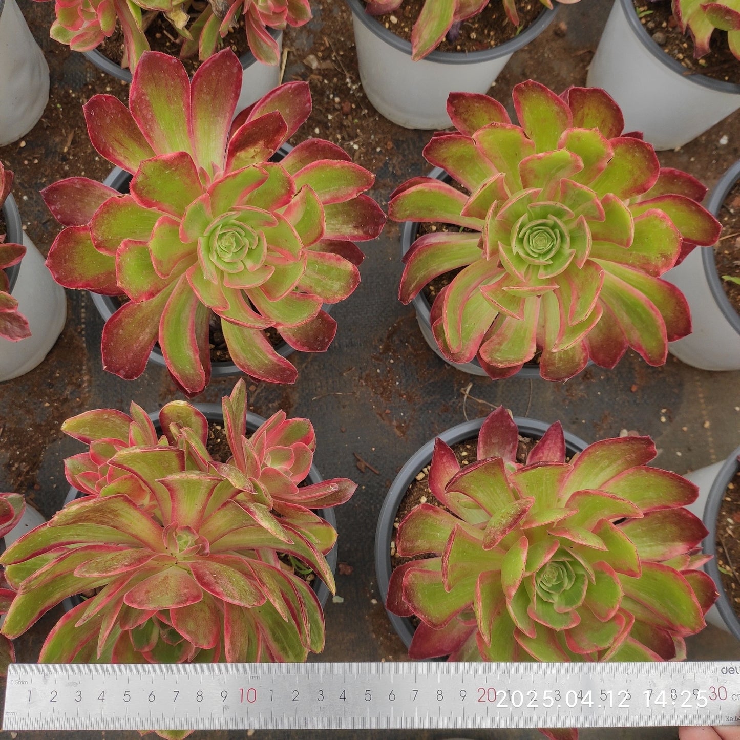 YF411 ウォッシュ シルク (15cm pot)