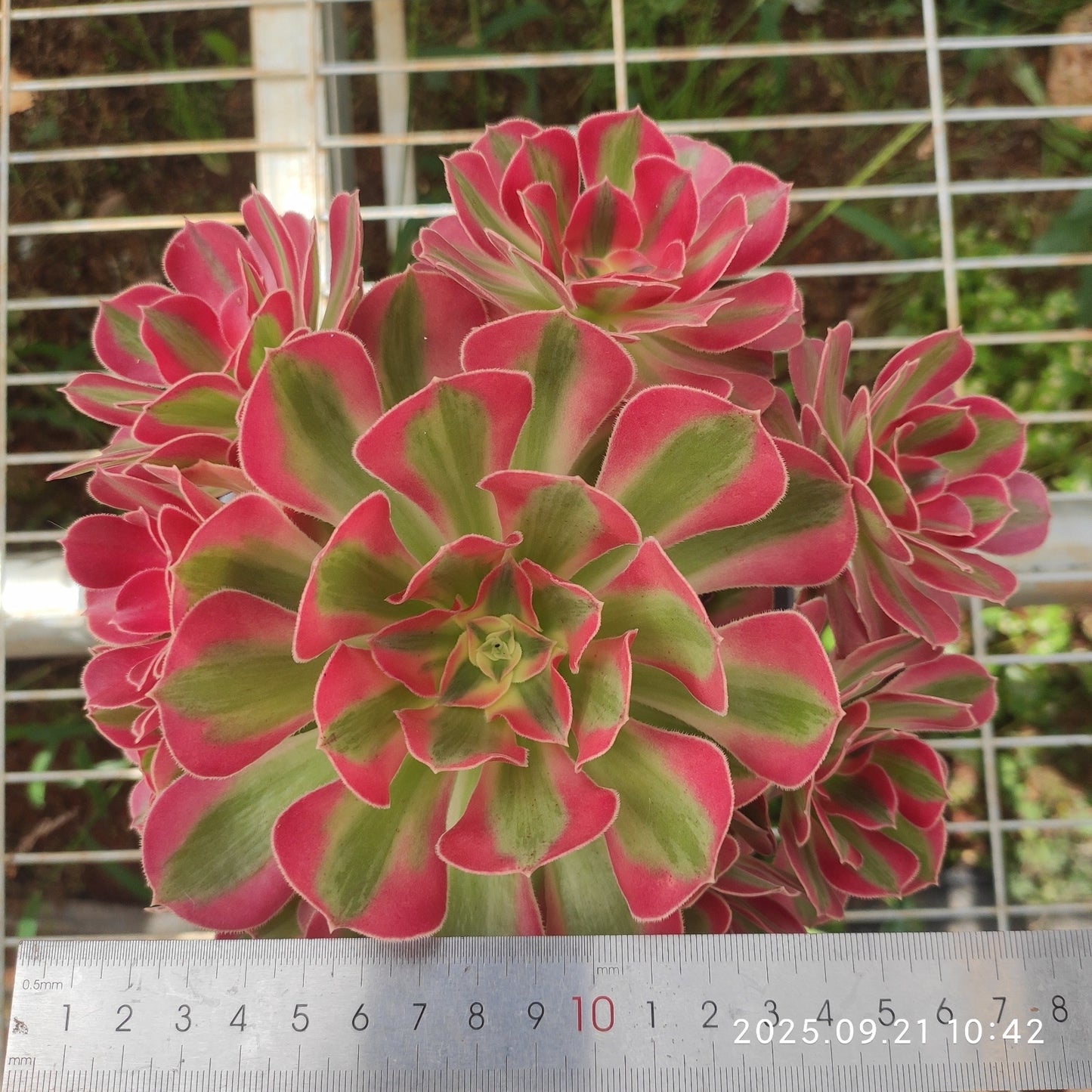 YS261 アエオニウムピンクガール(17cm pot)