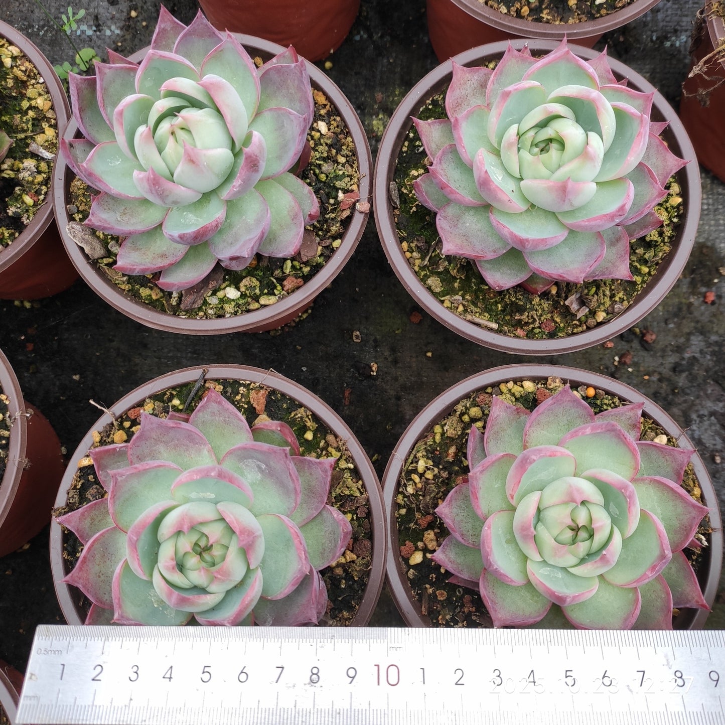 QZY008 カシオ(12cm pot)