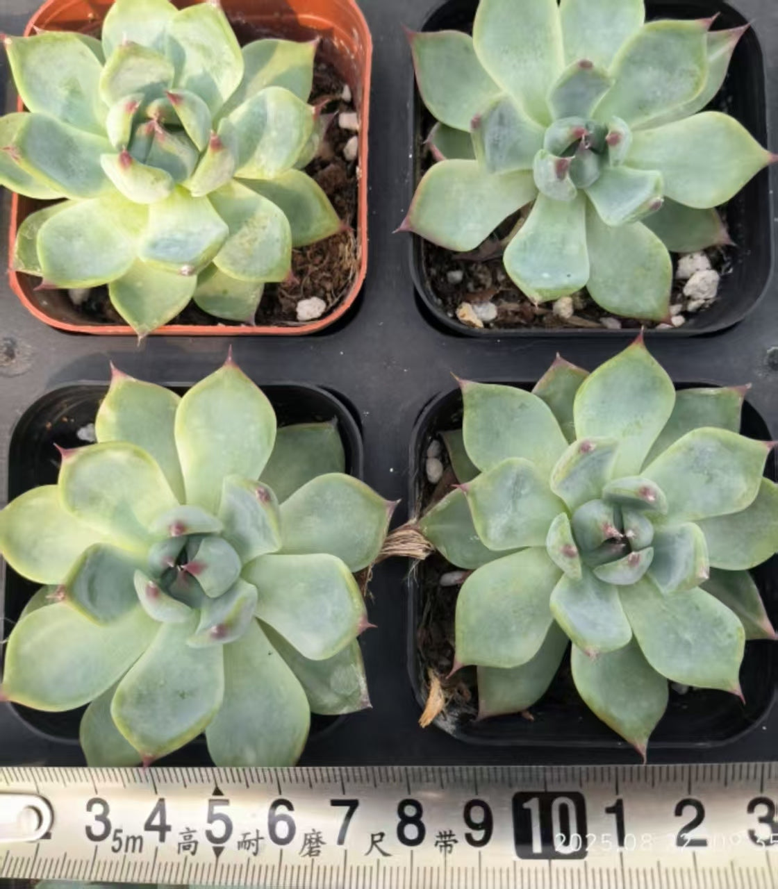 HR039 チワワエンシス(6.5cm pot)