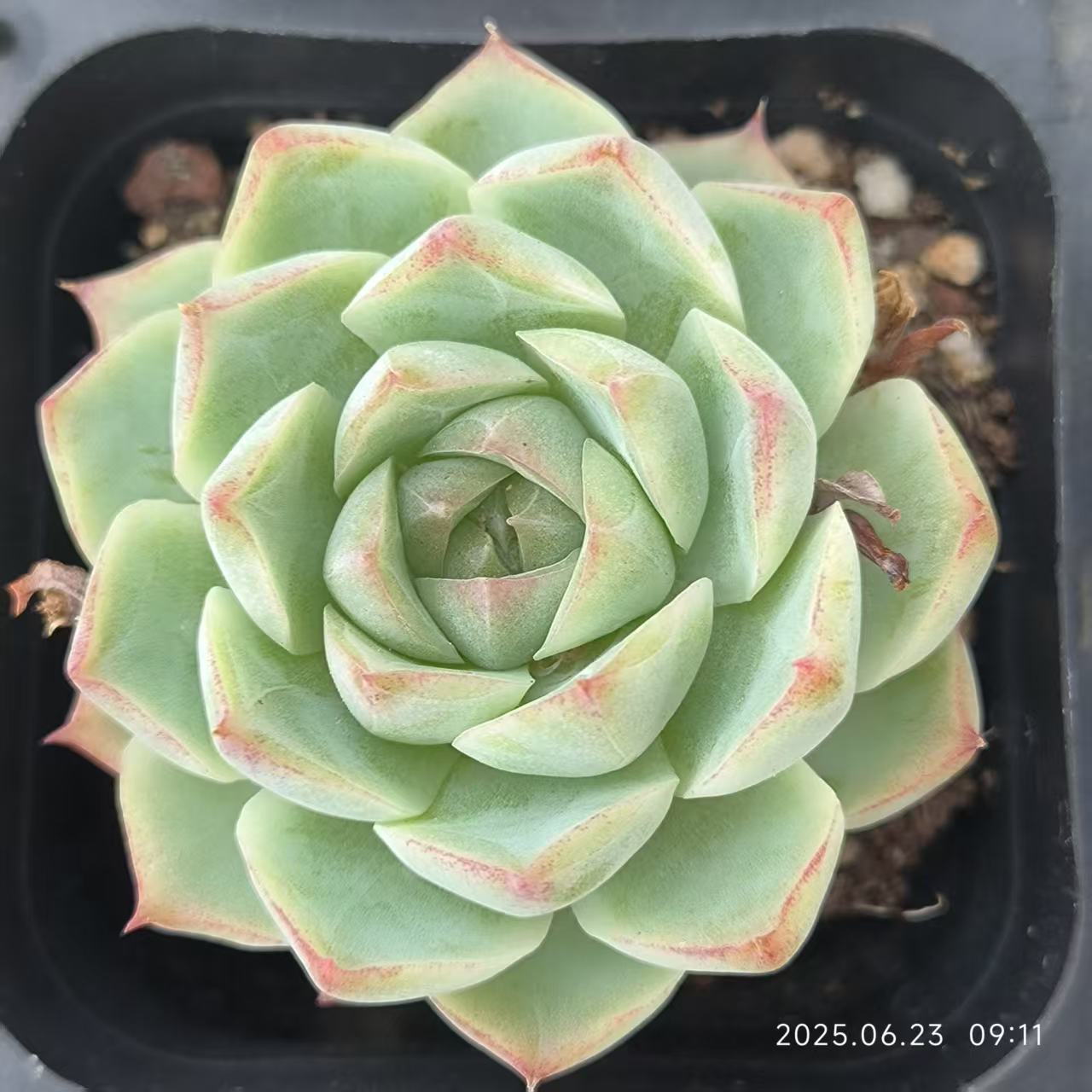 HC240 ローズフェアリー (6.5cm pot)