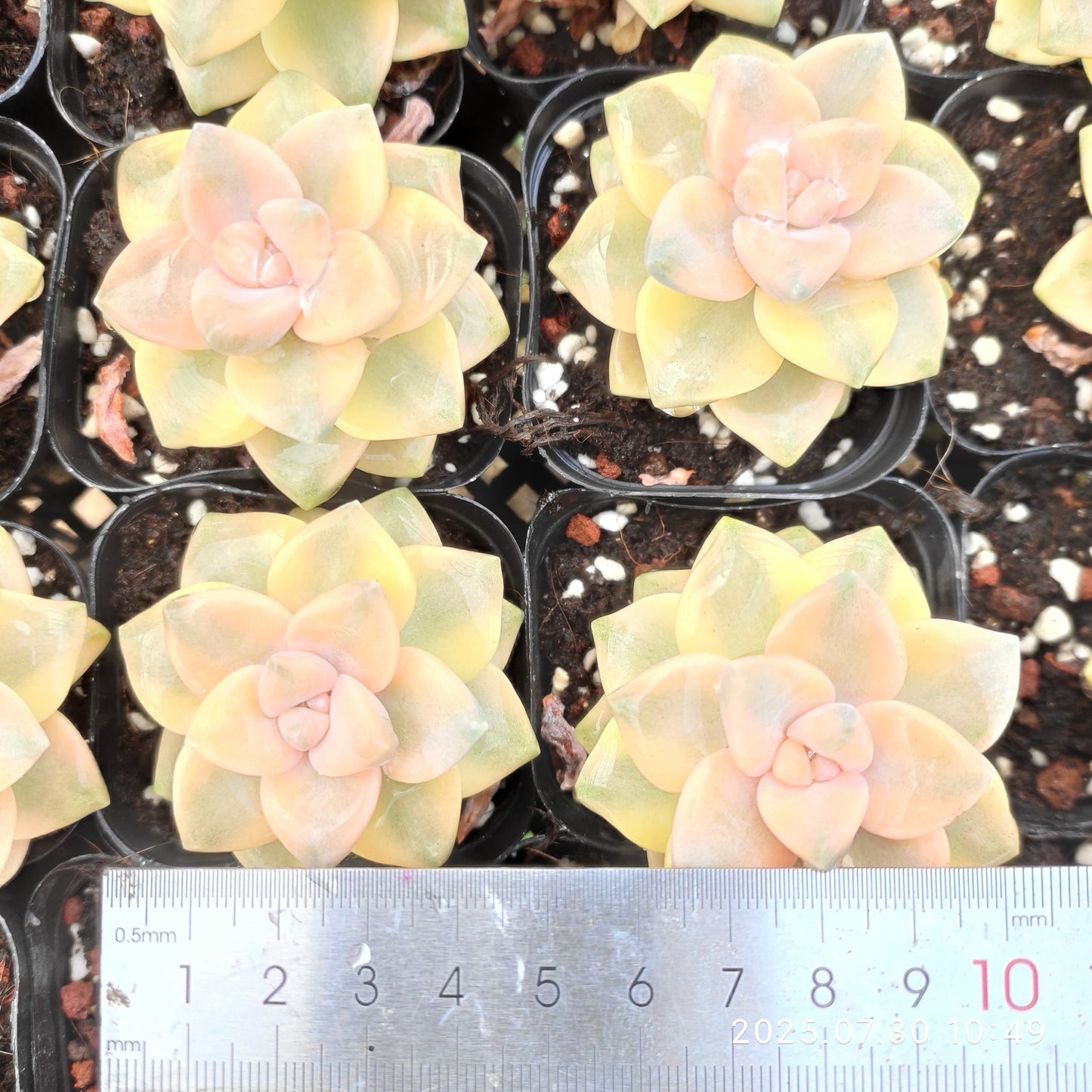 QN833 ティテュバンス錦(6.5cm pot)