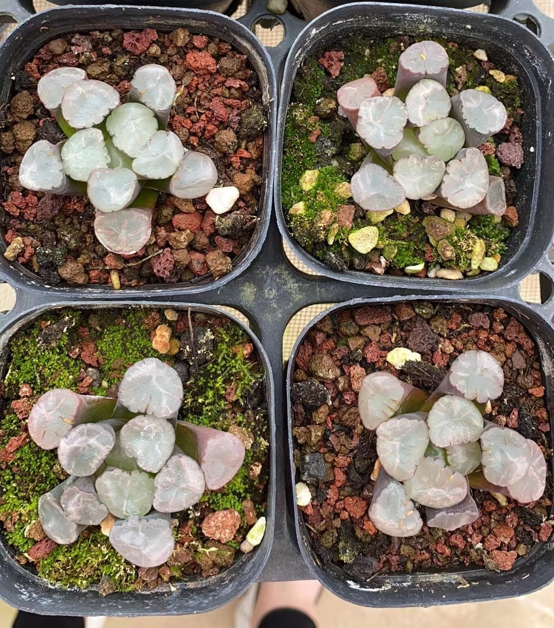 CS119 蜃気楼 シンキ口ウ (7cm pot)
