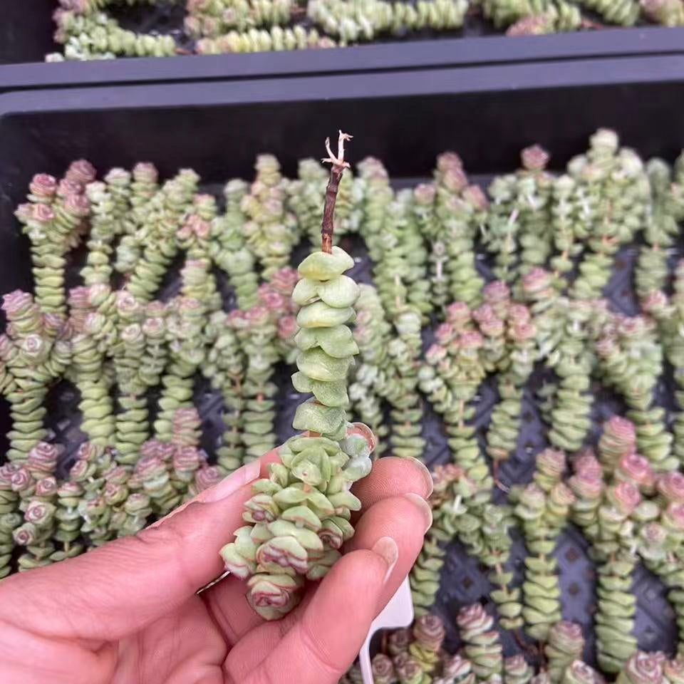 23178 パーフォーラッター