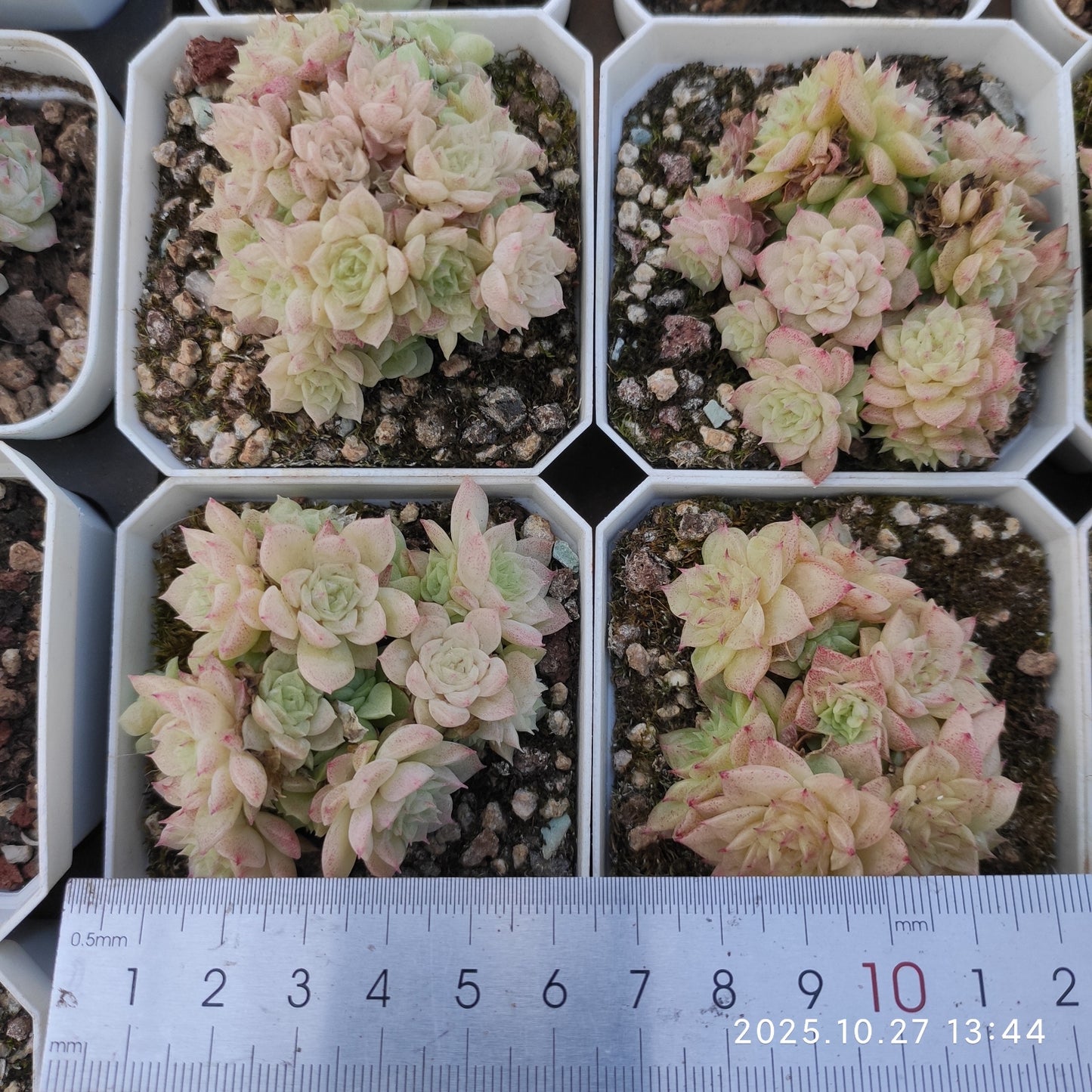 21772 マルガンHyb(7cm pot)