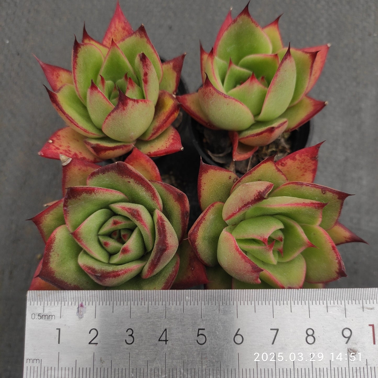 MMT498 ファイヤーバード(5.5cm pot)