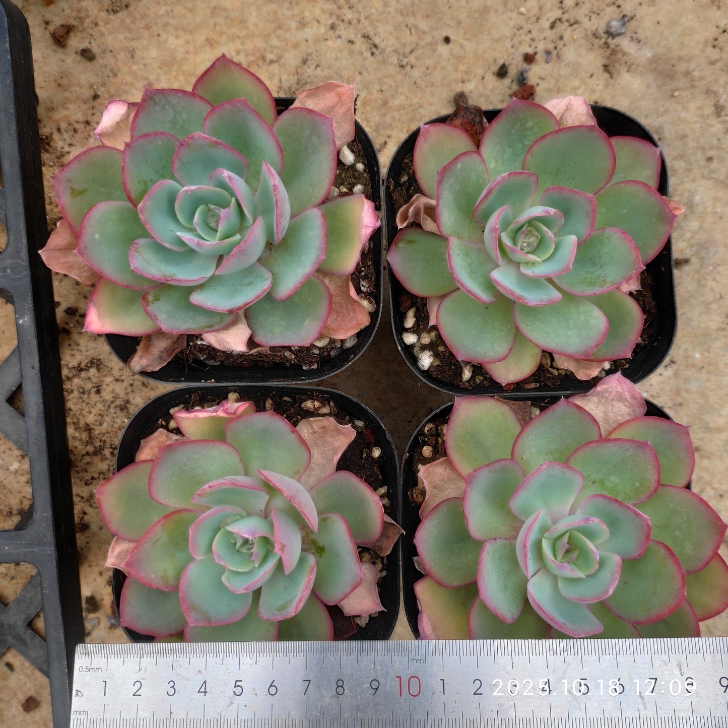 21598 ネオンライト(10cm pot)