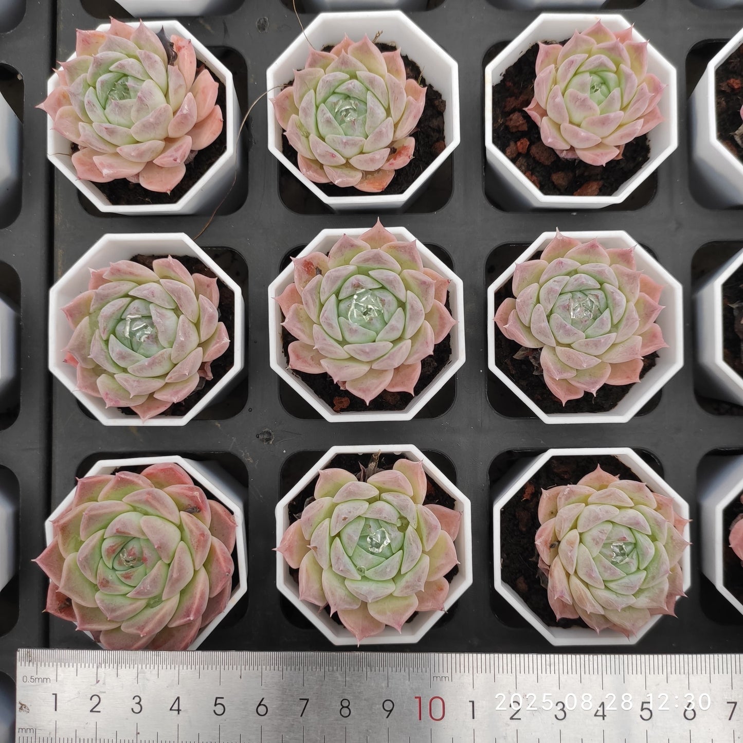 YBB265 ヘレナ hyb(5.5cm pot)
