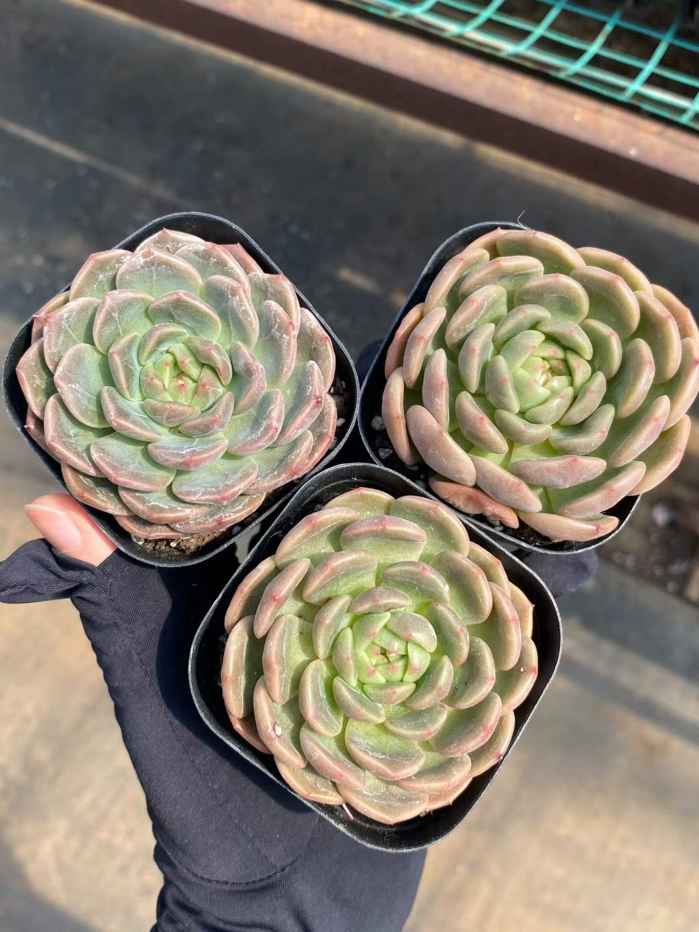 MMY1241 パシフィックプリンセス(6.3cm pot)