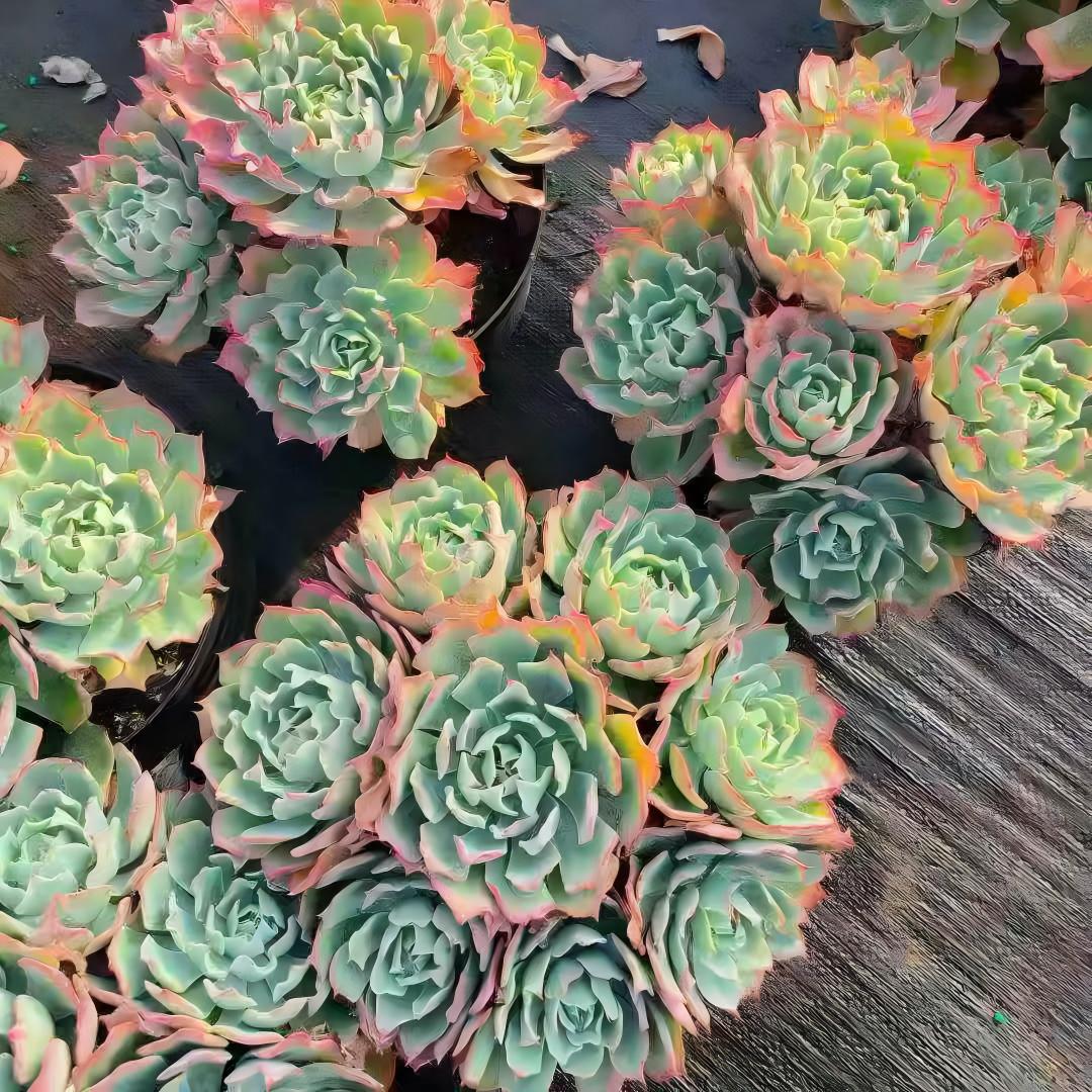 23064 ツーナーミー(23cm pot)