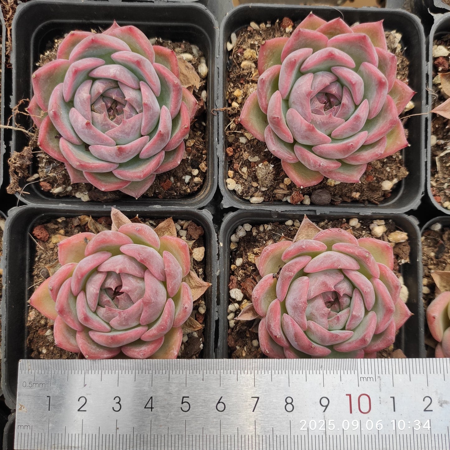 RC065 ケーラー ライオン(7cm pot)