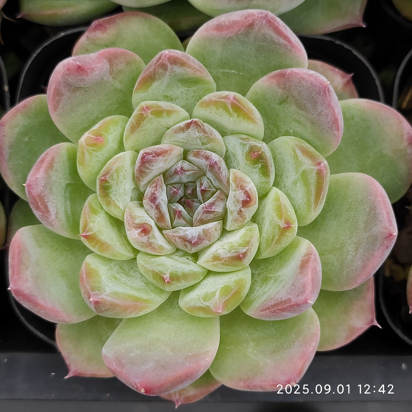QN849 アイス(6.5cm pot)
