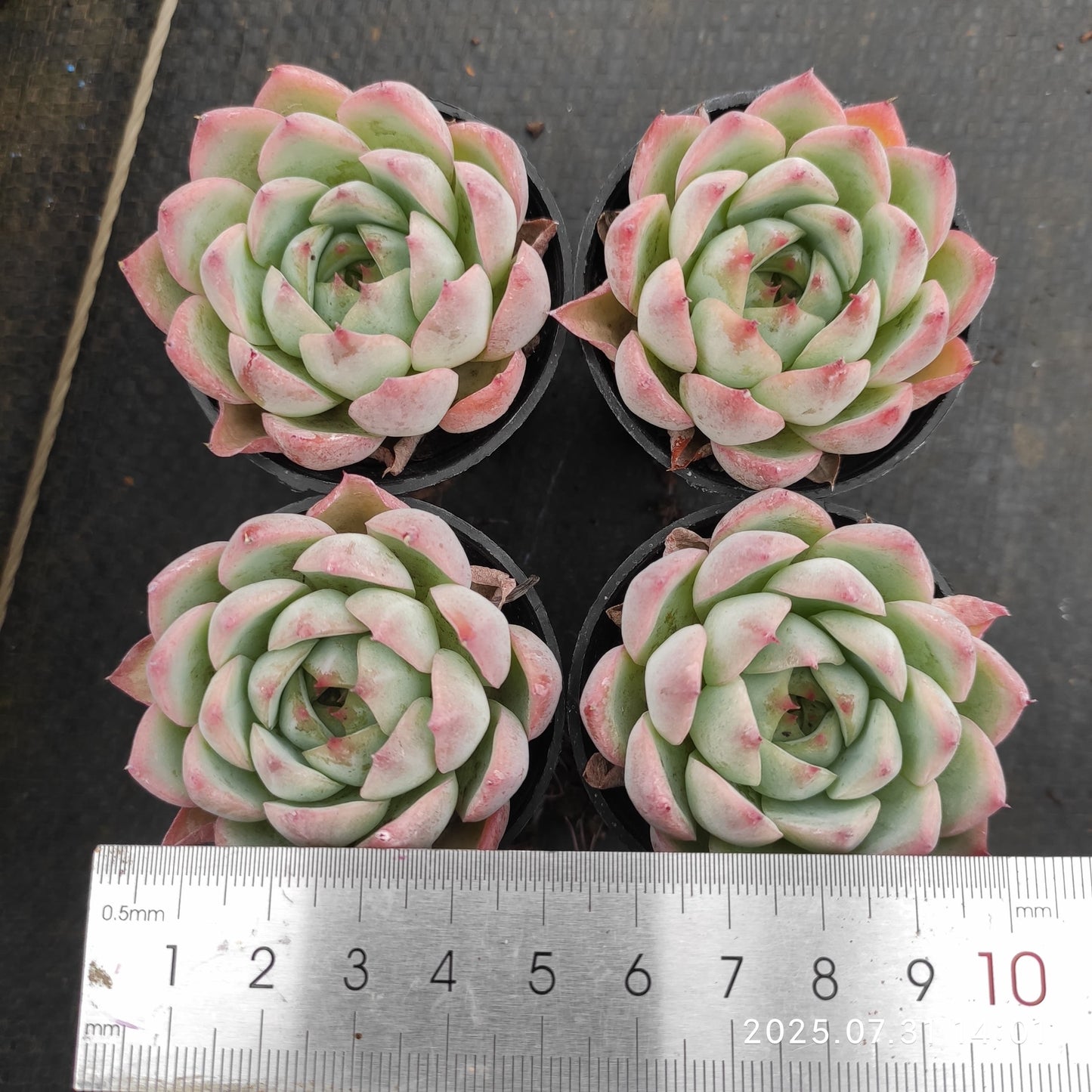 MMT255 ピンククリスタルローズ(5.5cm pot)