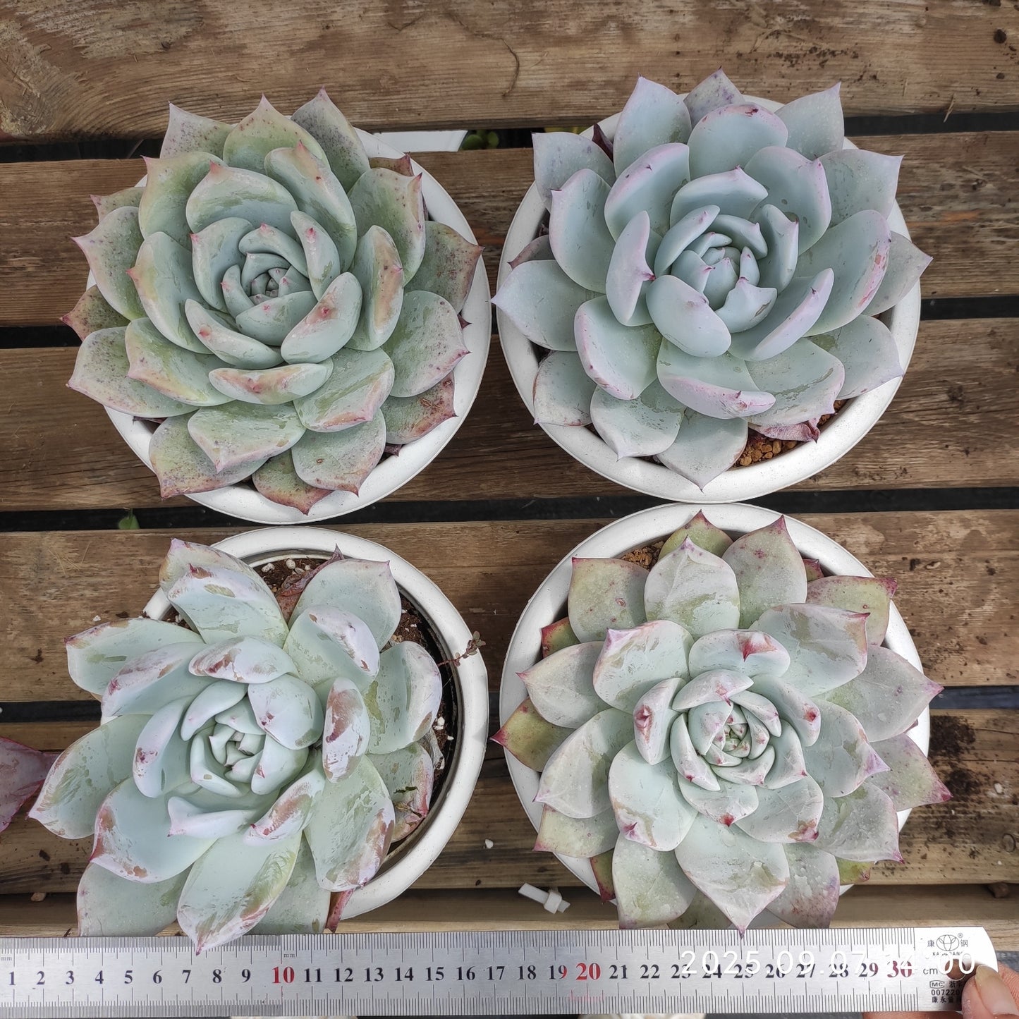 20809 ワイルドコロラータ(18cm pot)