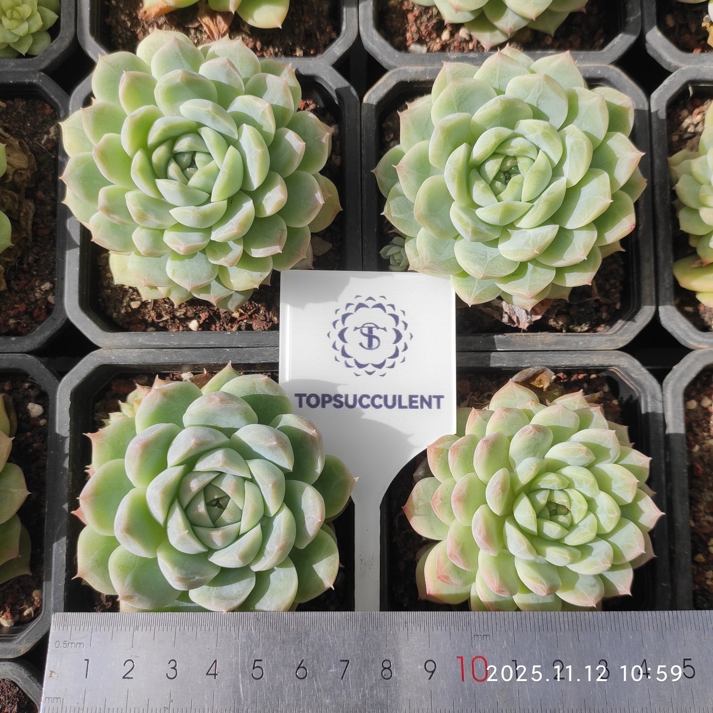 18585 ワイト ソーダー(9cm pot)