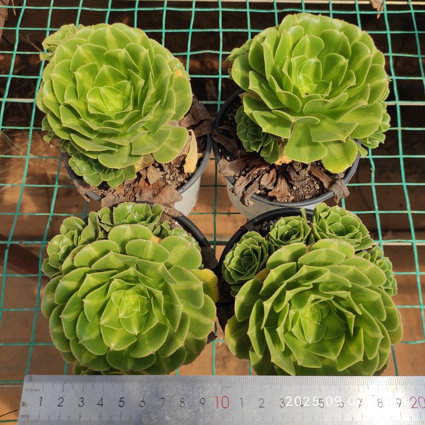 MMY1230 ジェーダイト カロッド グレーズ(12.5cm pot)