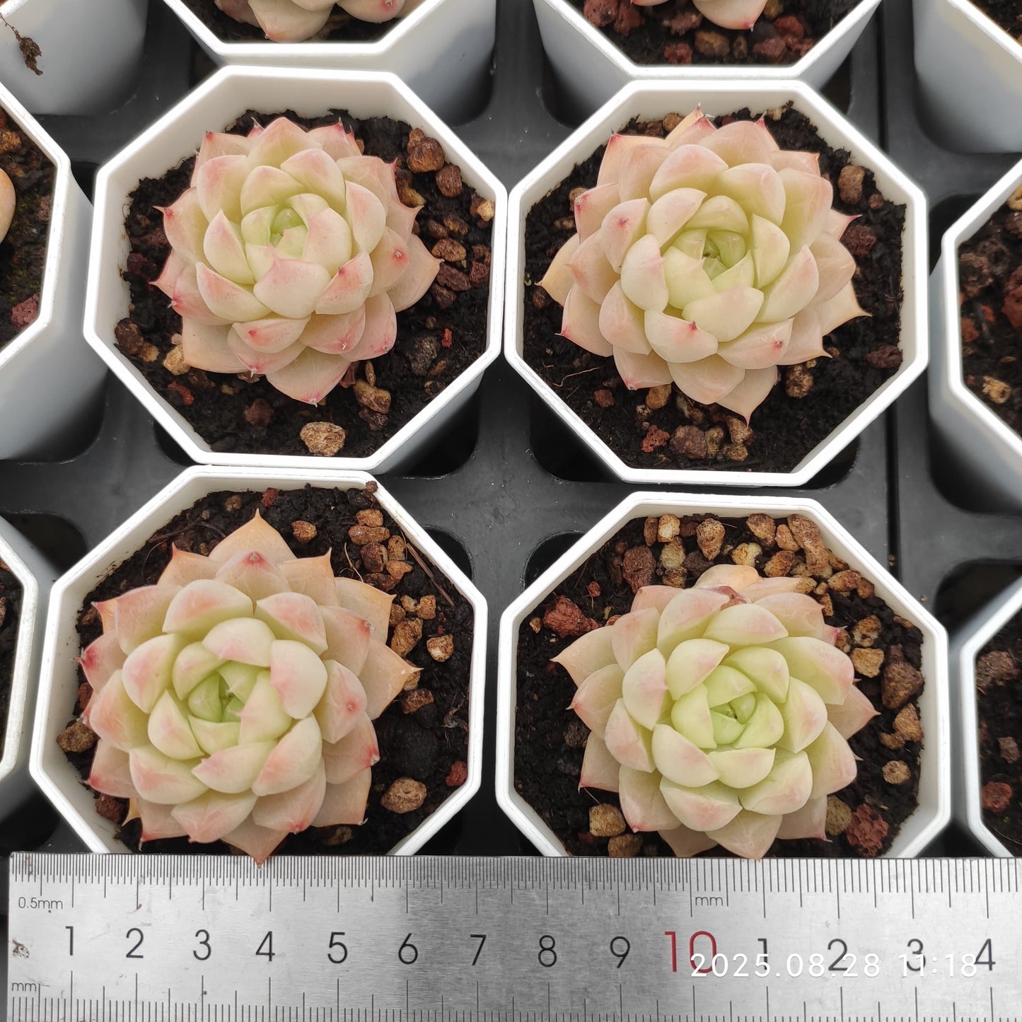 YBB088 クイーンオブピーチ(7cm pot)