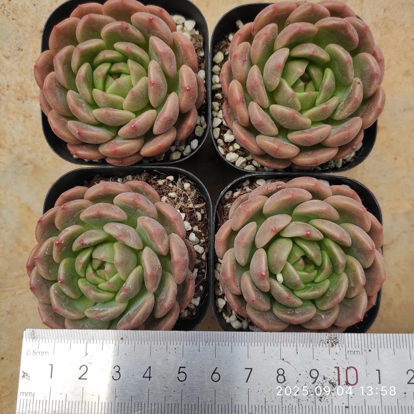 MMY1241 パシフィックプリンセス(6.3cm pot)