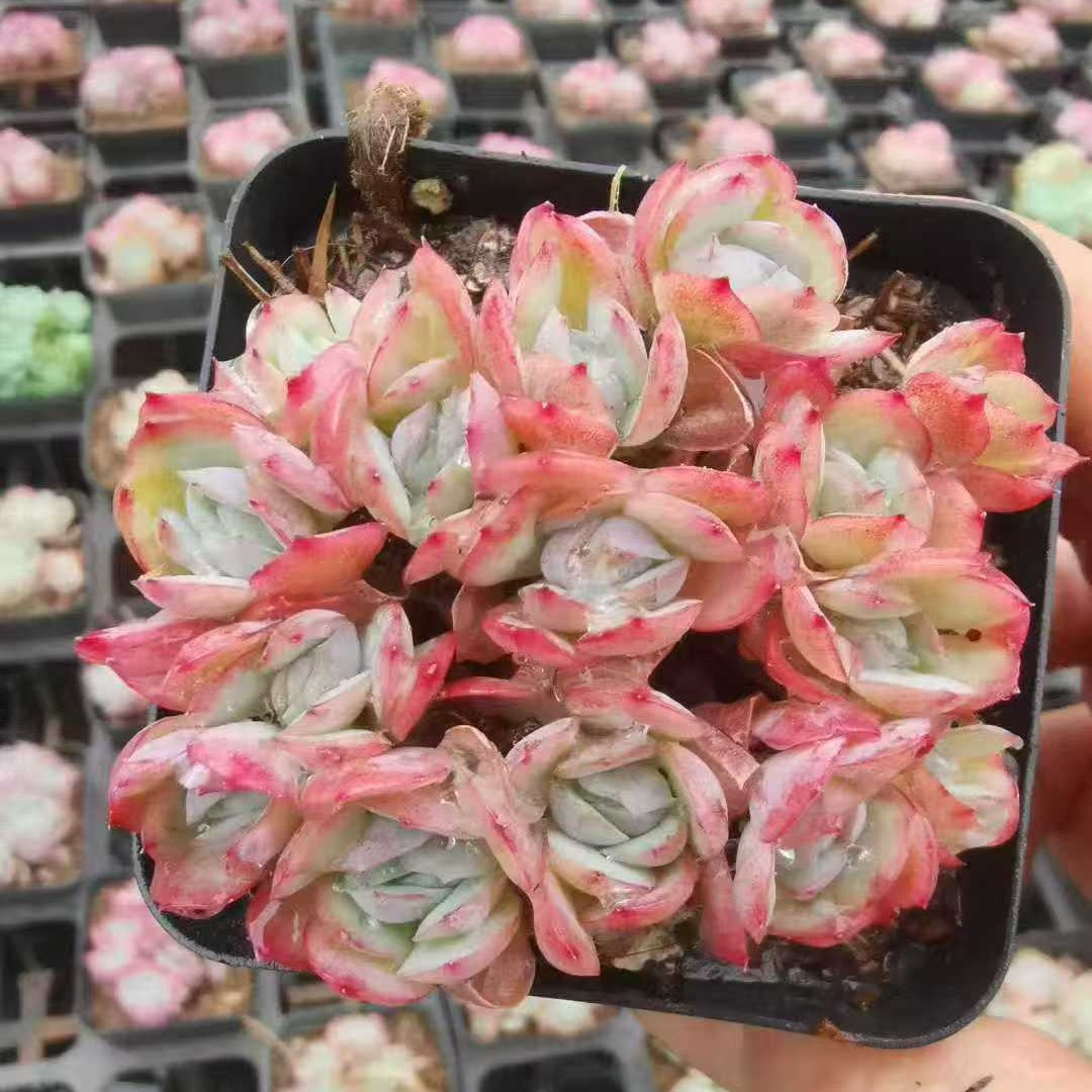 22014 ベリー(7cm pot)