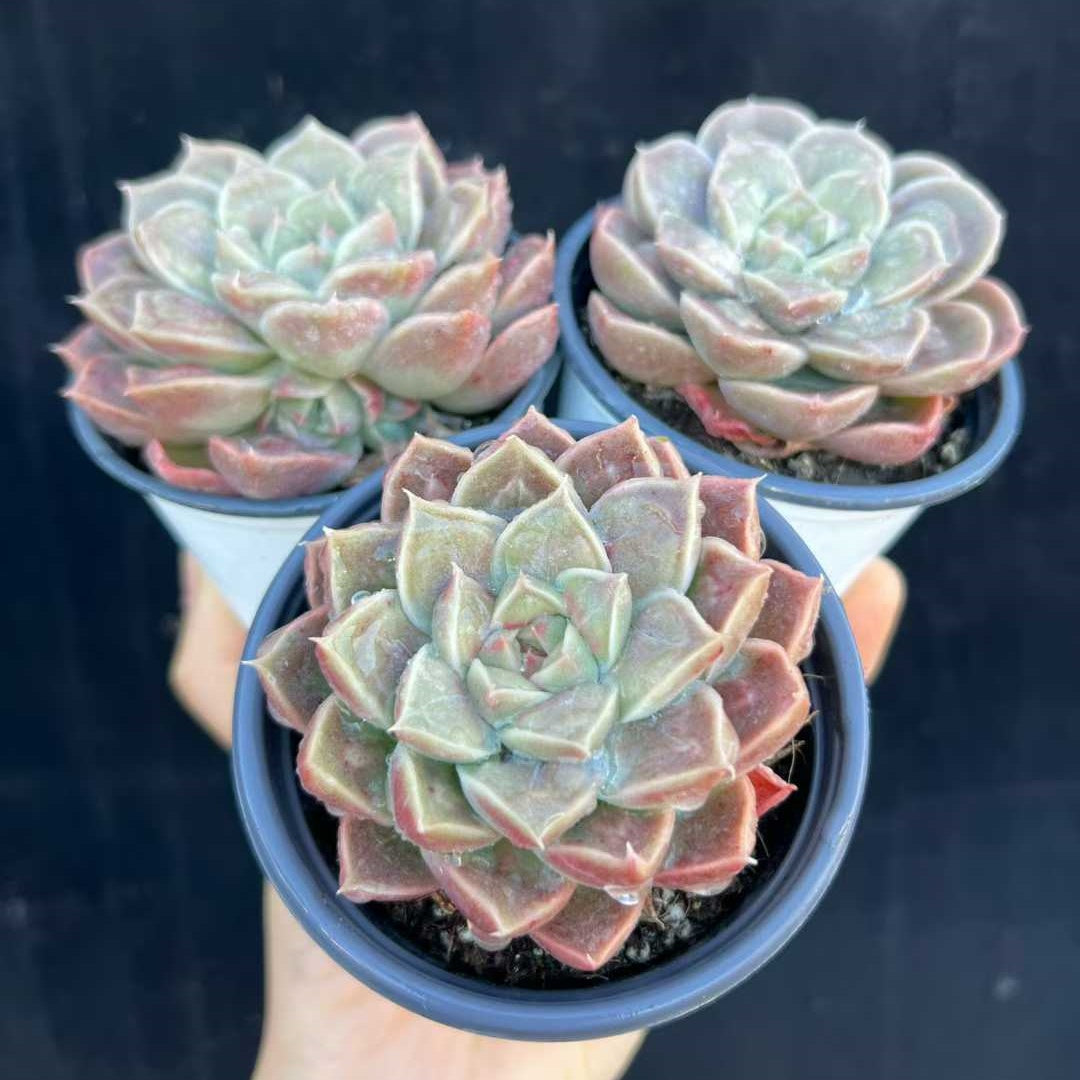 23621 ギローHyb ドロプス(9cm pot)