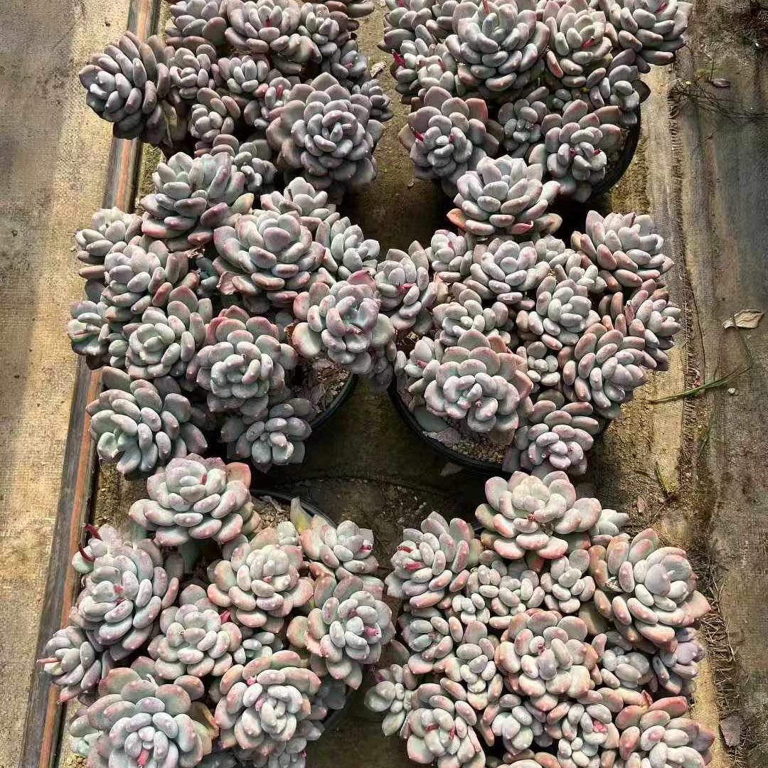 360030 コーヒー ビューティー