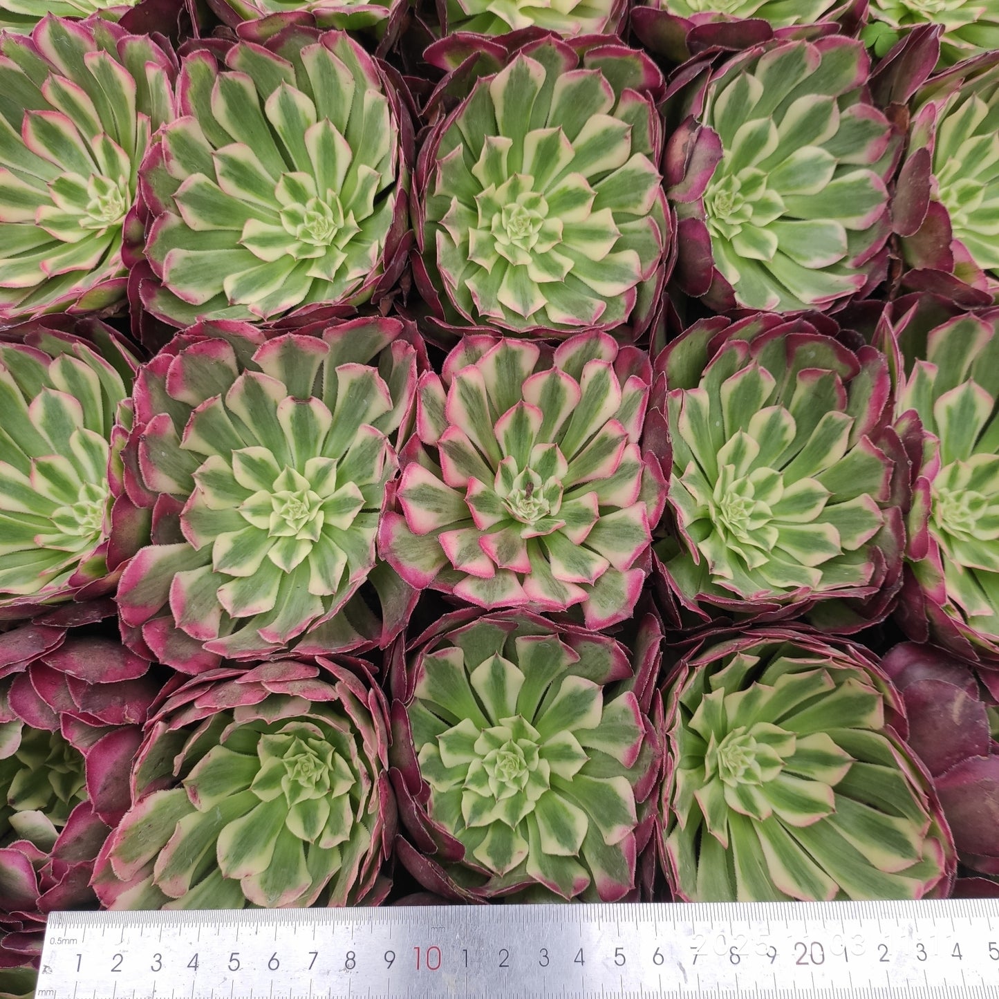 22350 アエオニウム ガーネット(9cm pot)