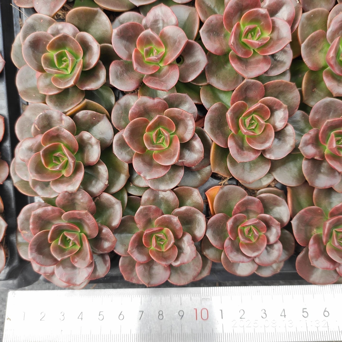 LB043 チョコレート(3cm pot)