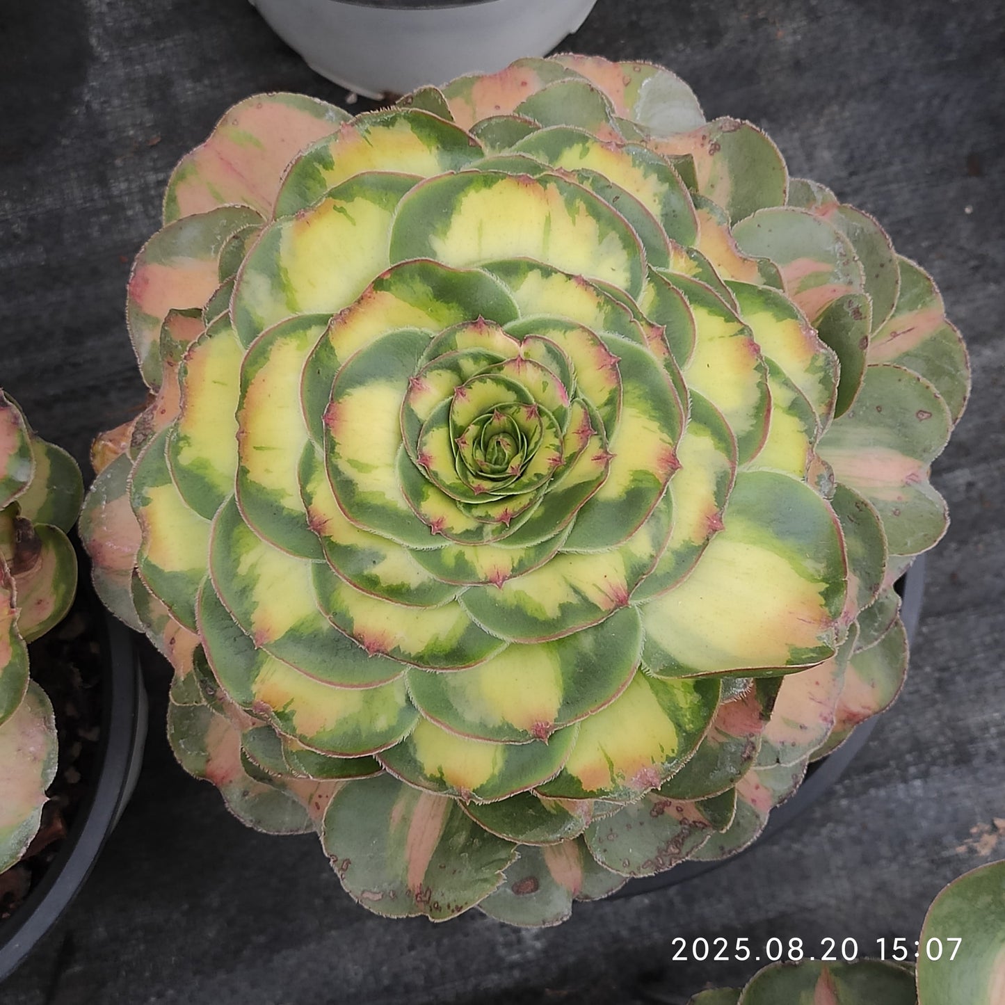 ON205 アエオニウム タイラント(17cm pot)