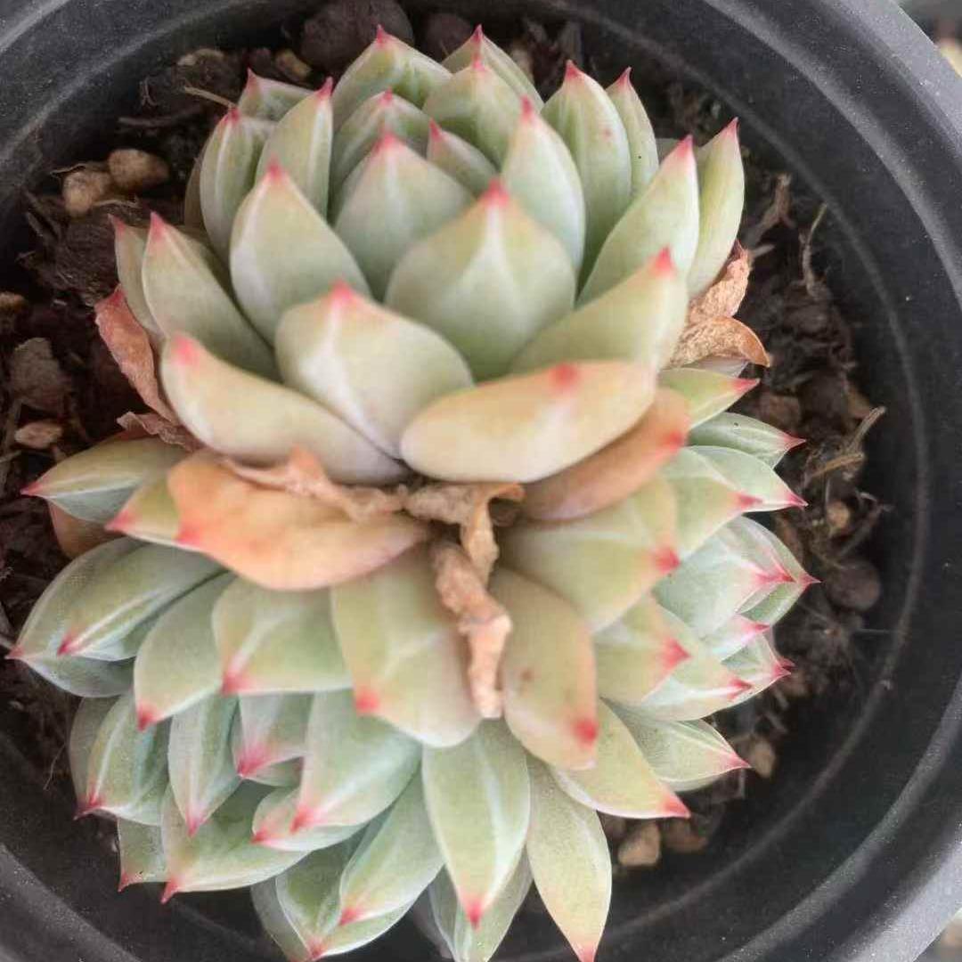 259731 スノーフレーク ジェニー