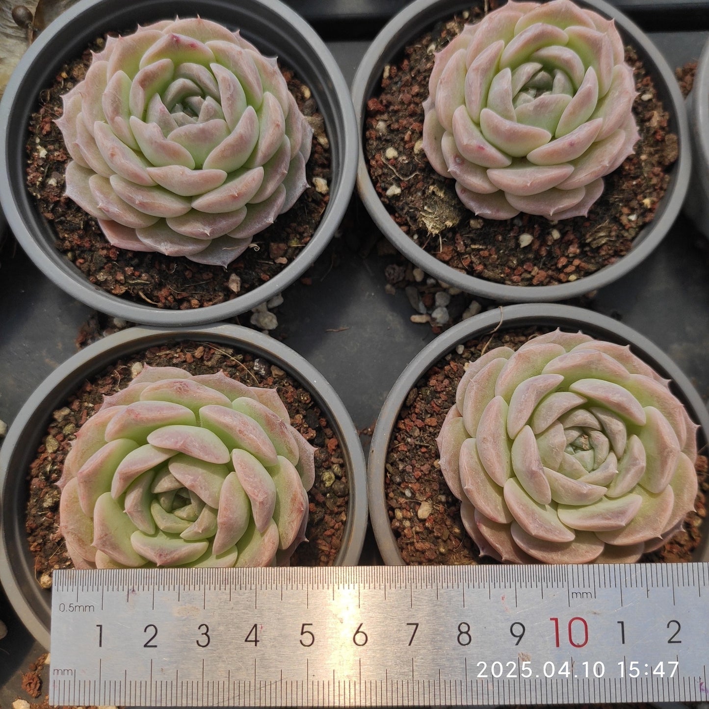 NGN422 ピュアラブ(9cm pot)