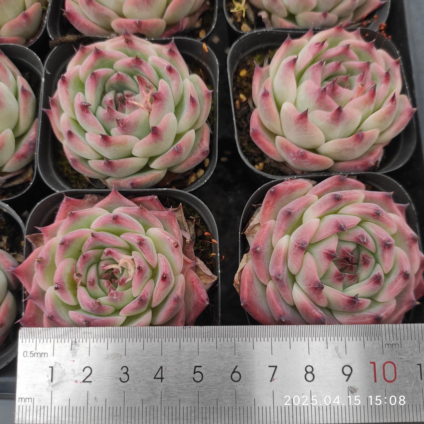 QN427 コロラータ(7cm pot)