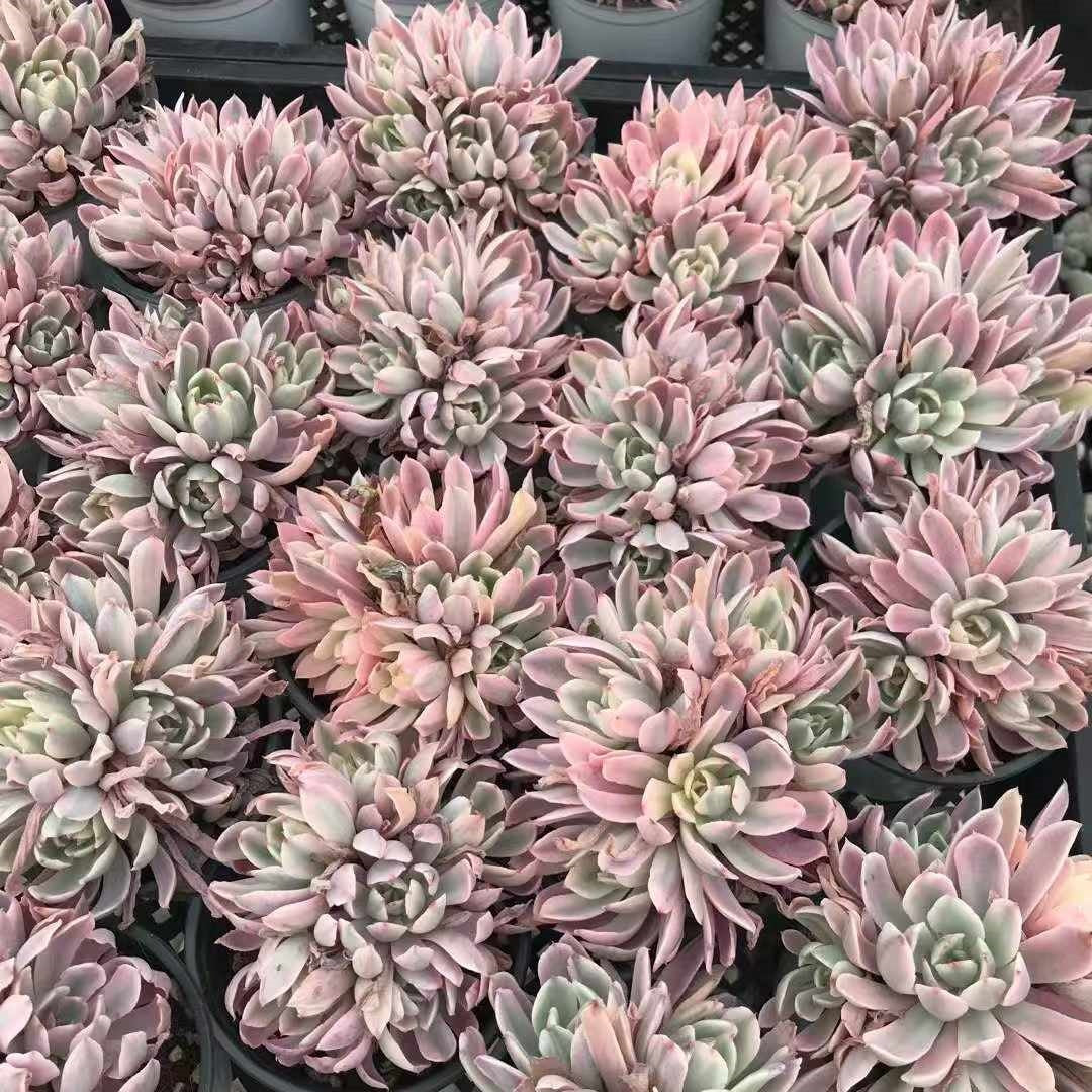 24955 ホルウェイ錦