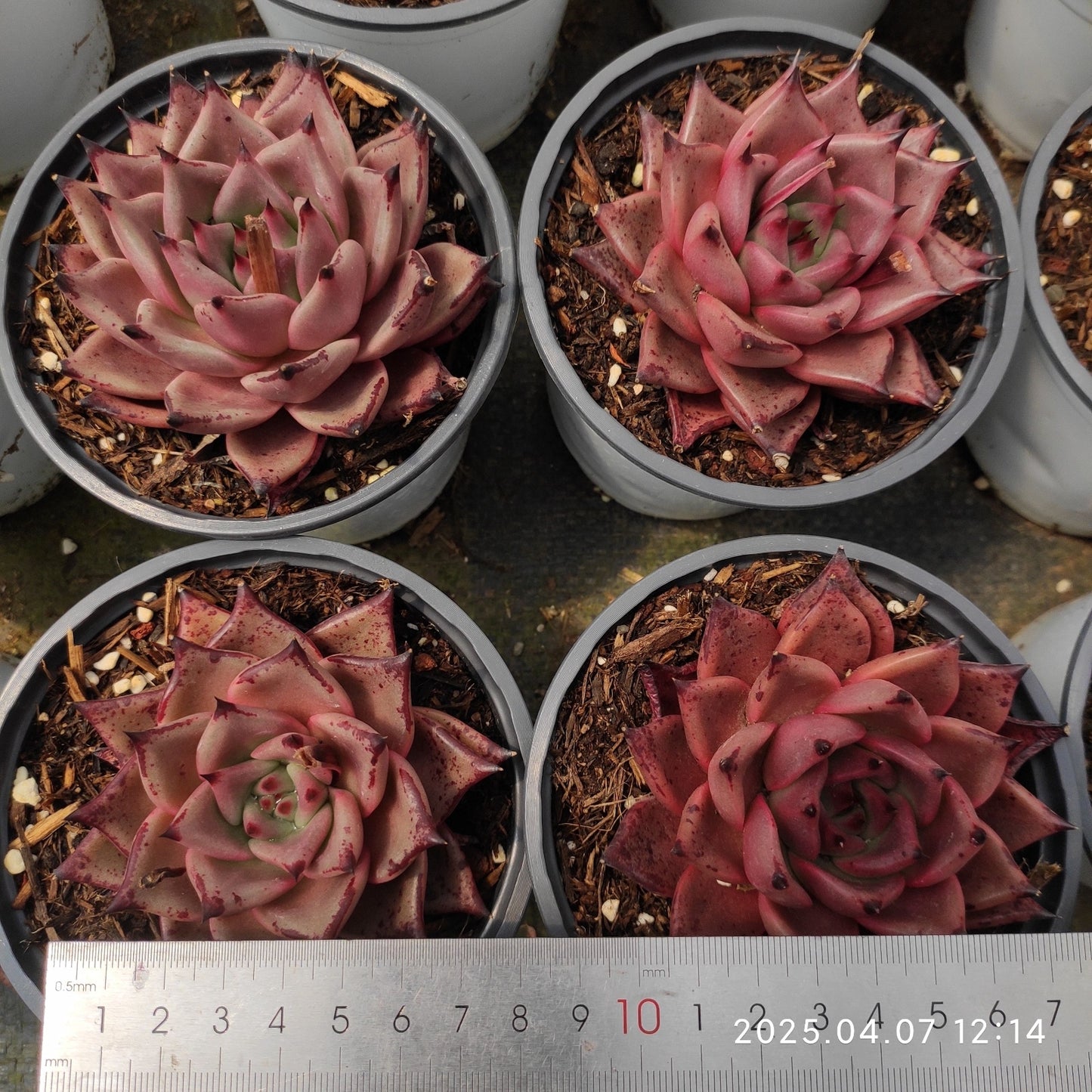 DQ129 ブラッドロメオ(12cm pot)