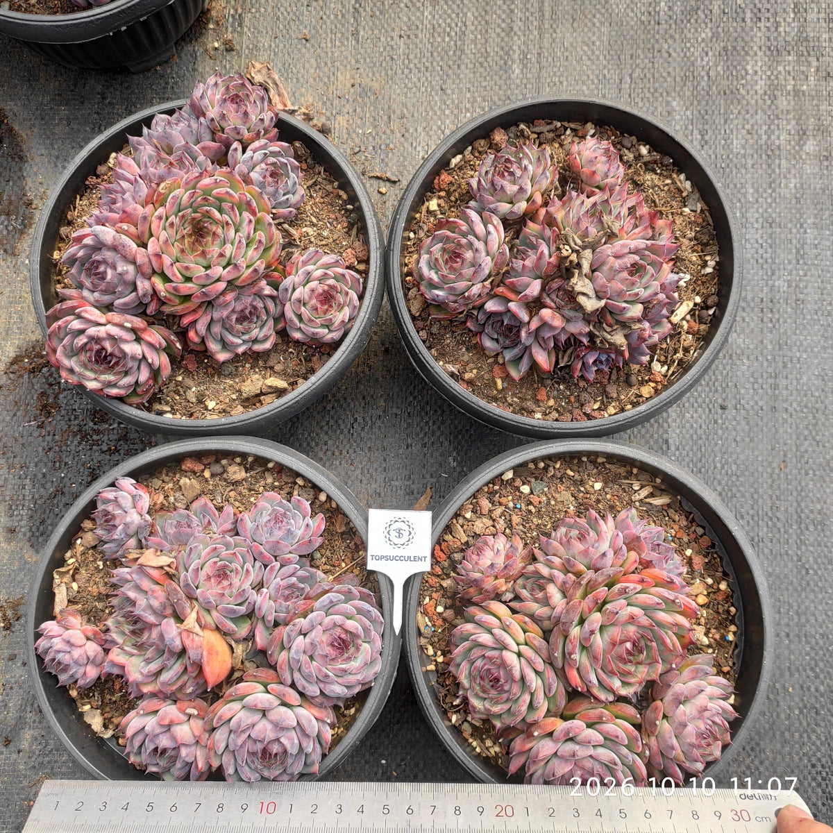 25335 ブルーラバー