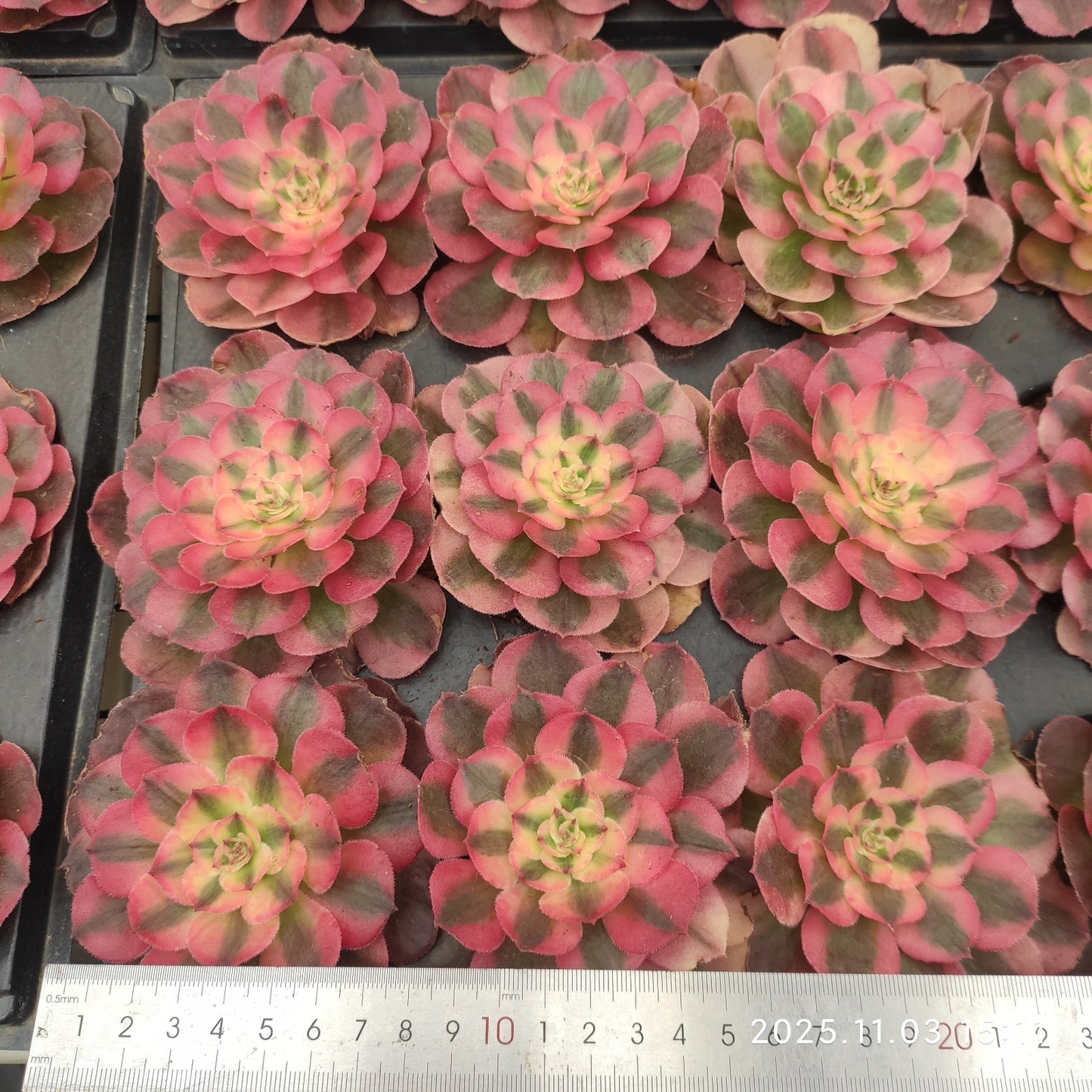 22308 フレーム ロータス(6cm pot)