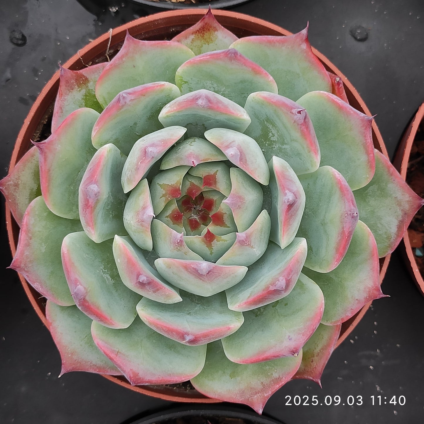 ZZA358 チワワエンシス(11cm pot)