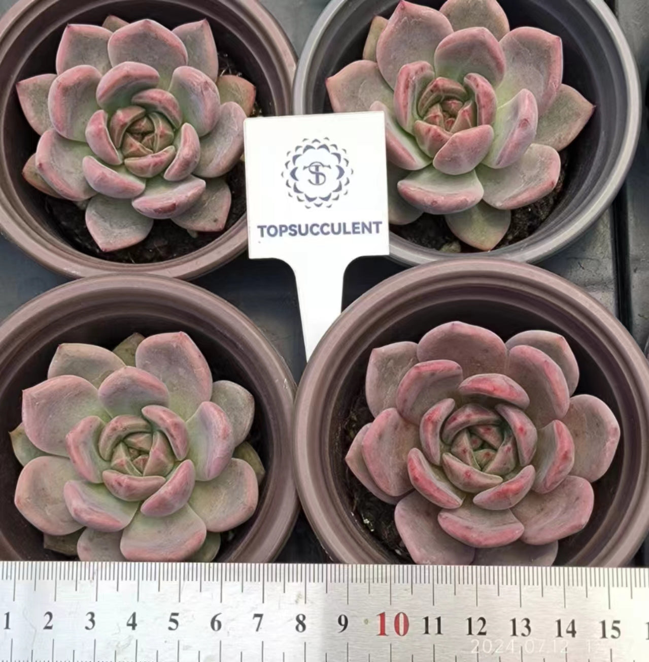 LYC143 ピンクシャンペン (9cm pot)