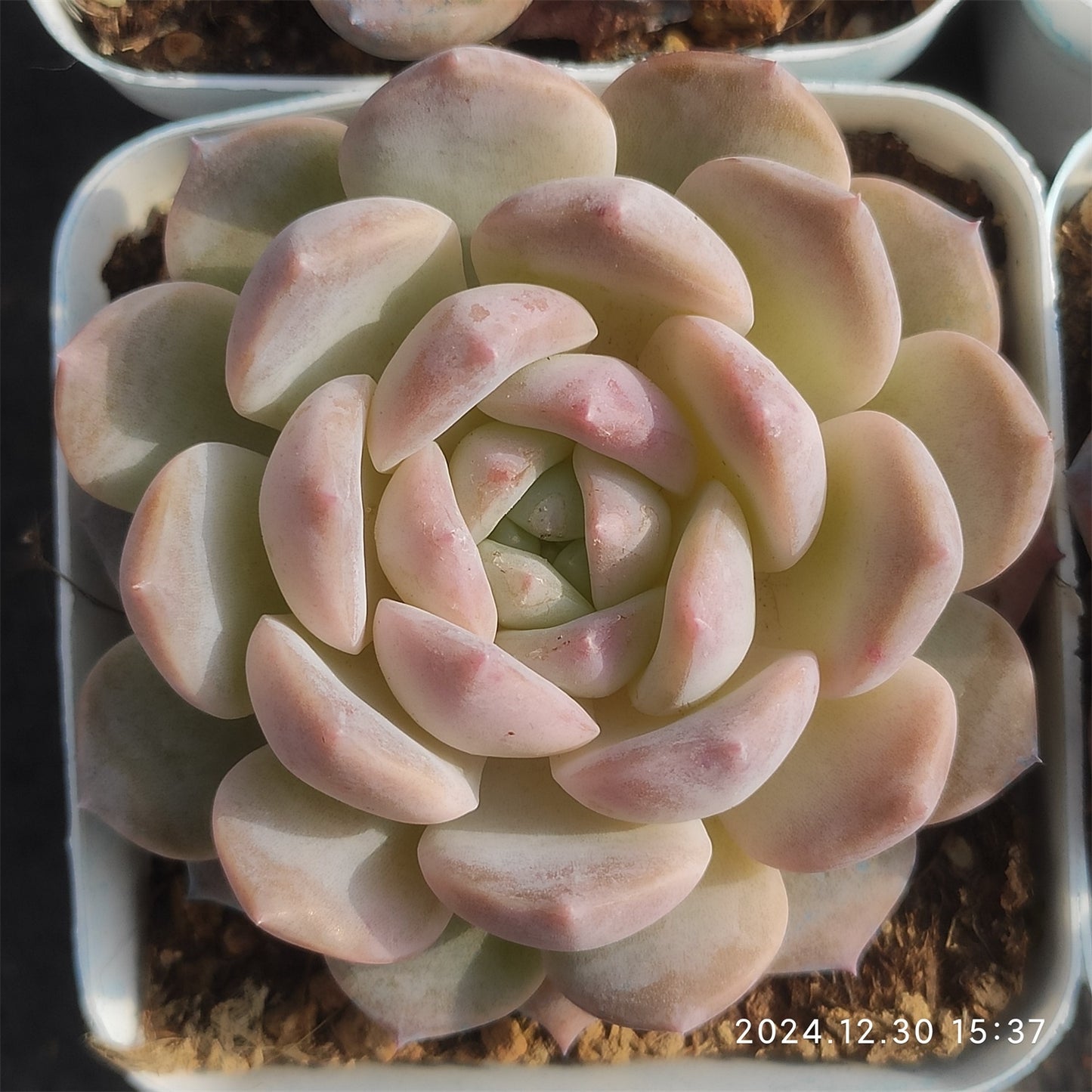 XQ411 グルー キャンディー (7cm pot)
