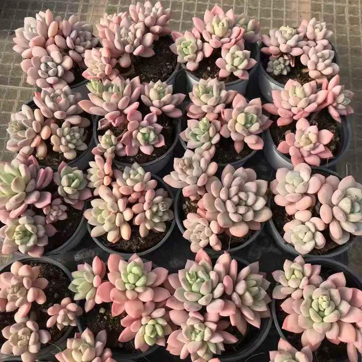 262881 パフュームチャーム